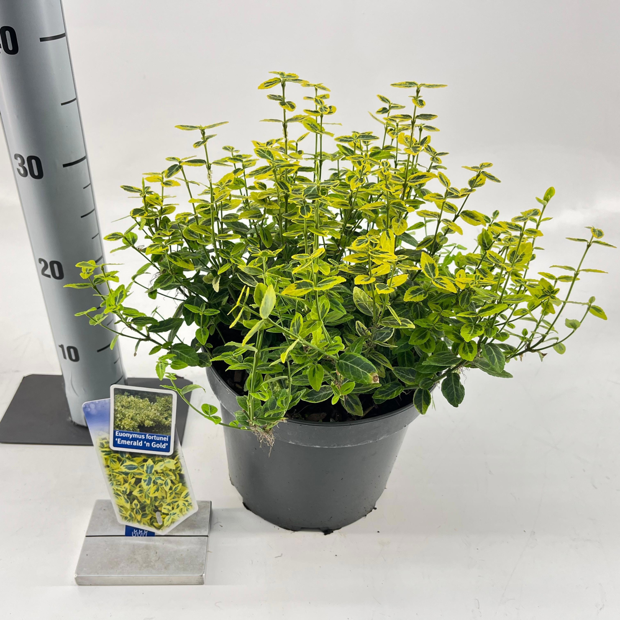 Euonymus fort. 'Emerald 'n Gold', D 23 cm