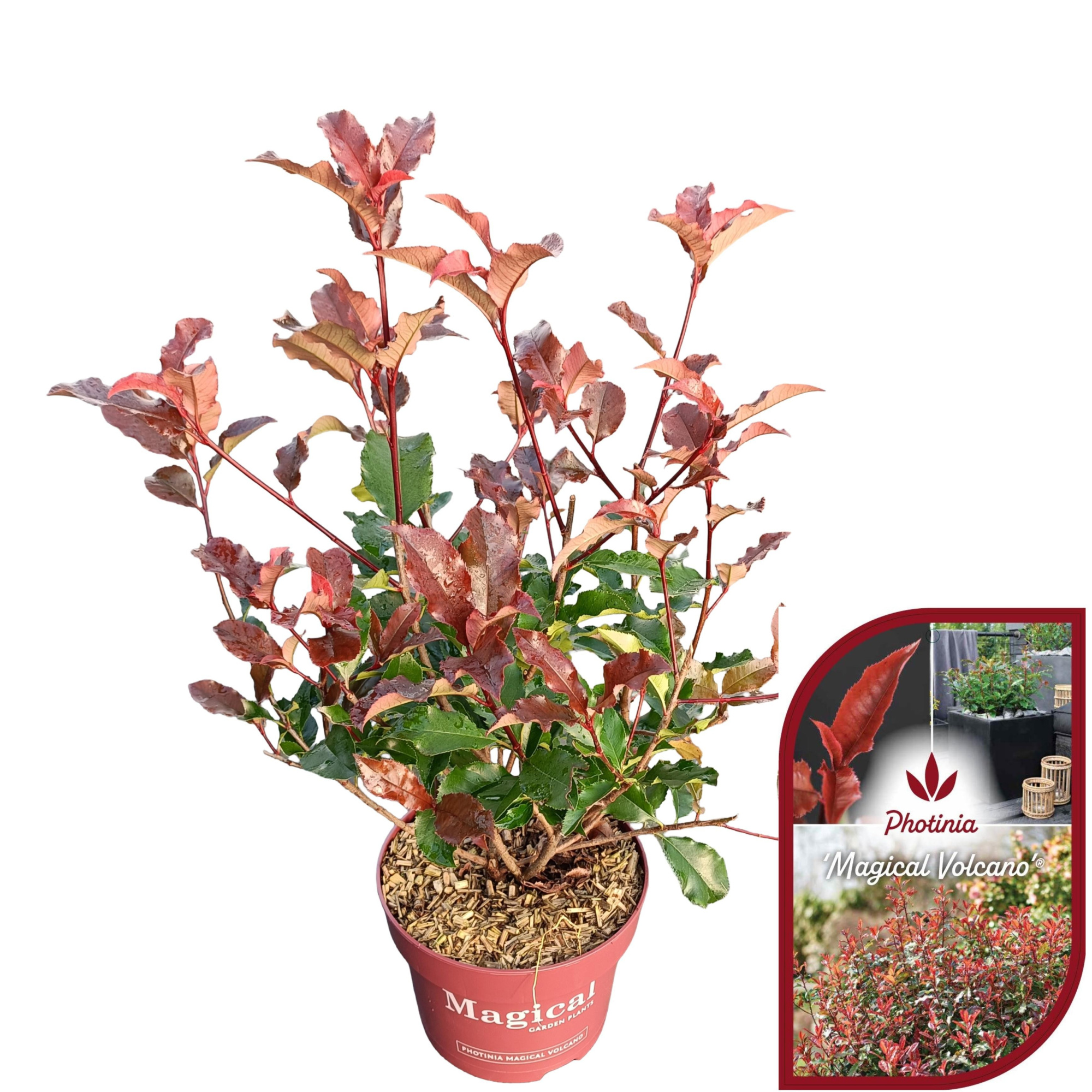 Photinia fraseri 'Magical Volcano'® C5, D 23