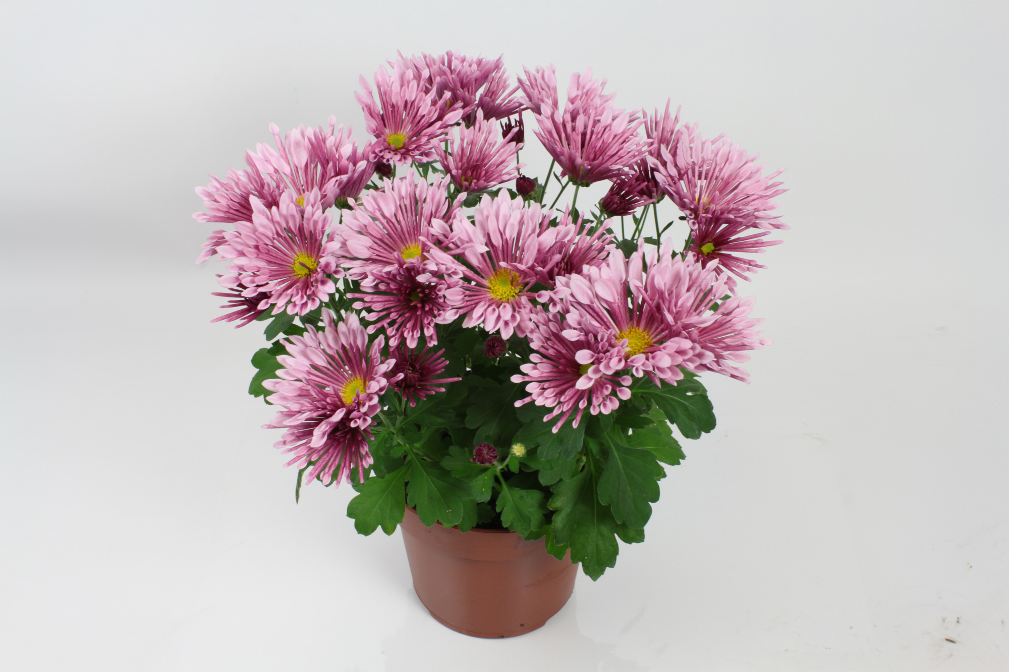 Chrysant Lush 14 cm, D 14