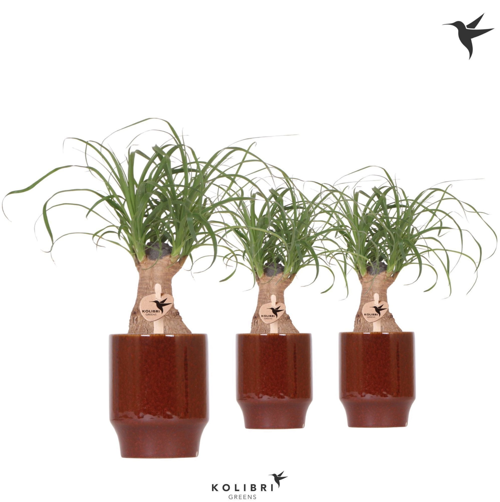 Kolibri Greens Beaucarnea in Classy pot red, D 9 cm