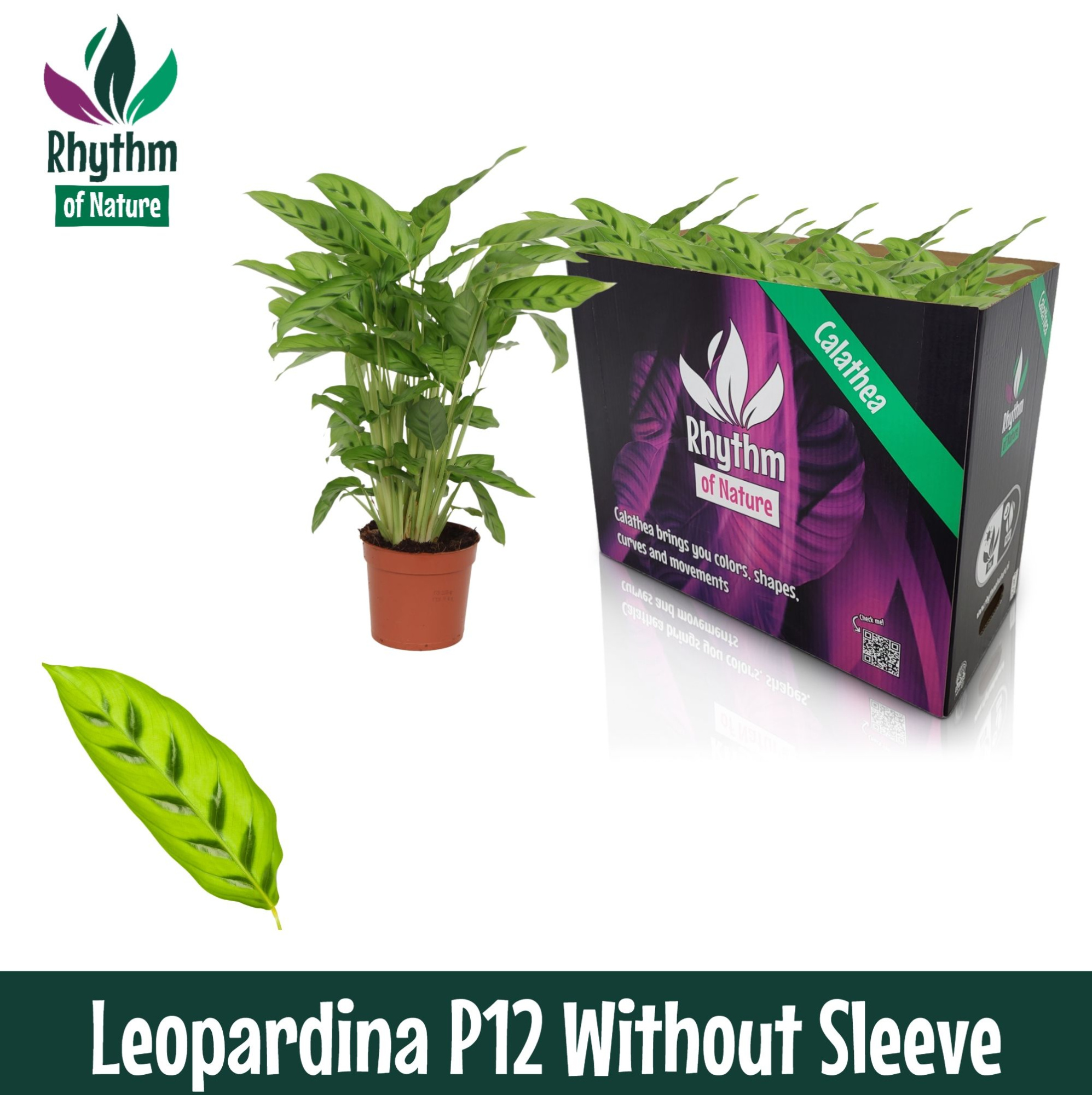 Calathea 12cm Leopardina - Rhythm of Nature zonder hoes, D 12