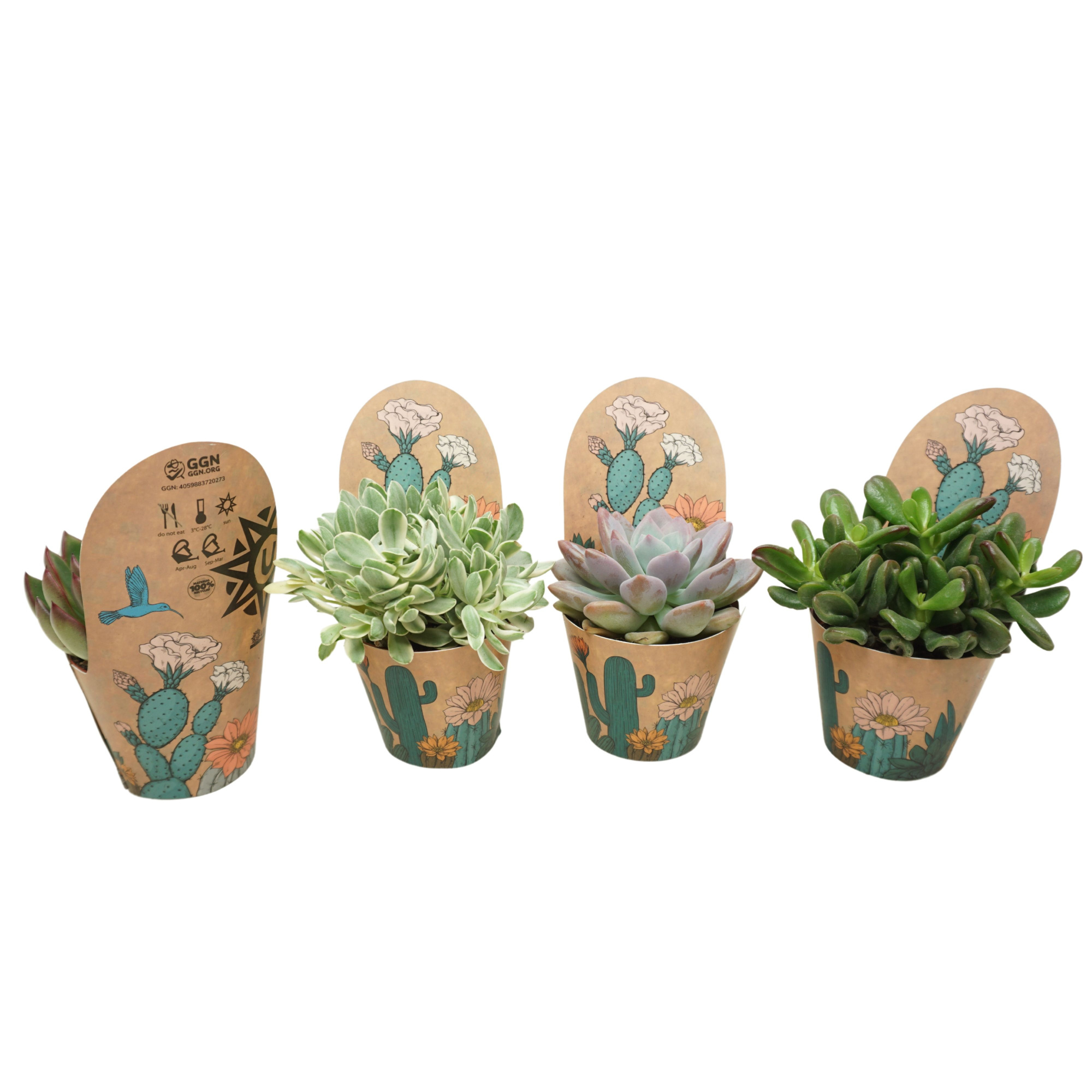 Succulenten mix 8,5 cm in Ubink potcover, D 8,5