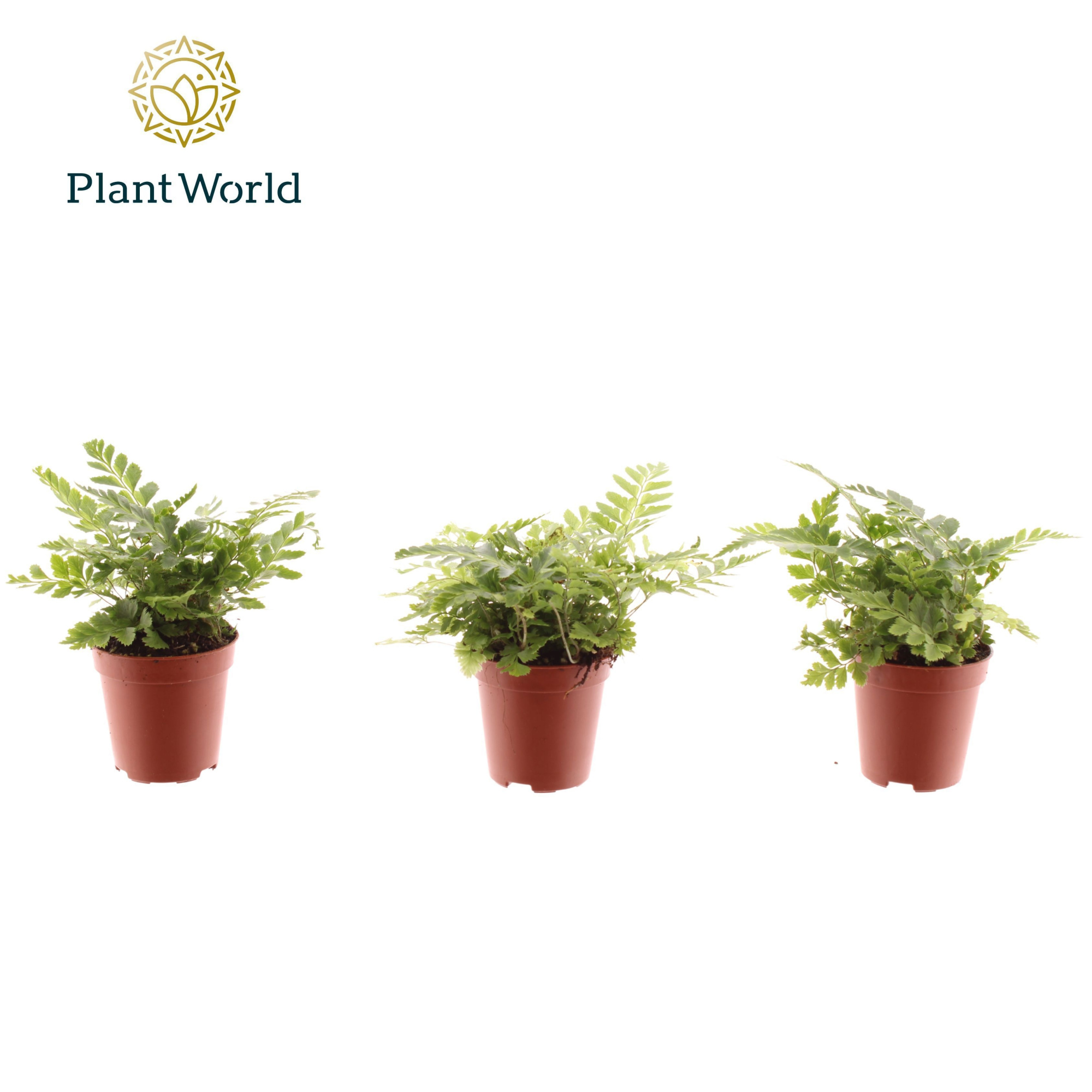 Tiny Rumohra Adiantiformis 'Variegata', D 5,5 cm