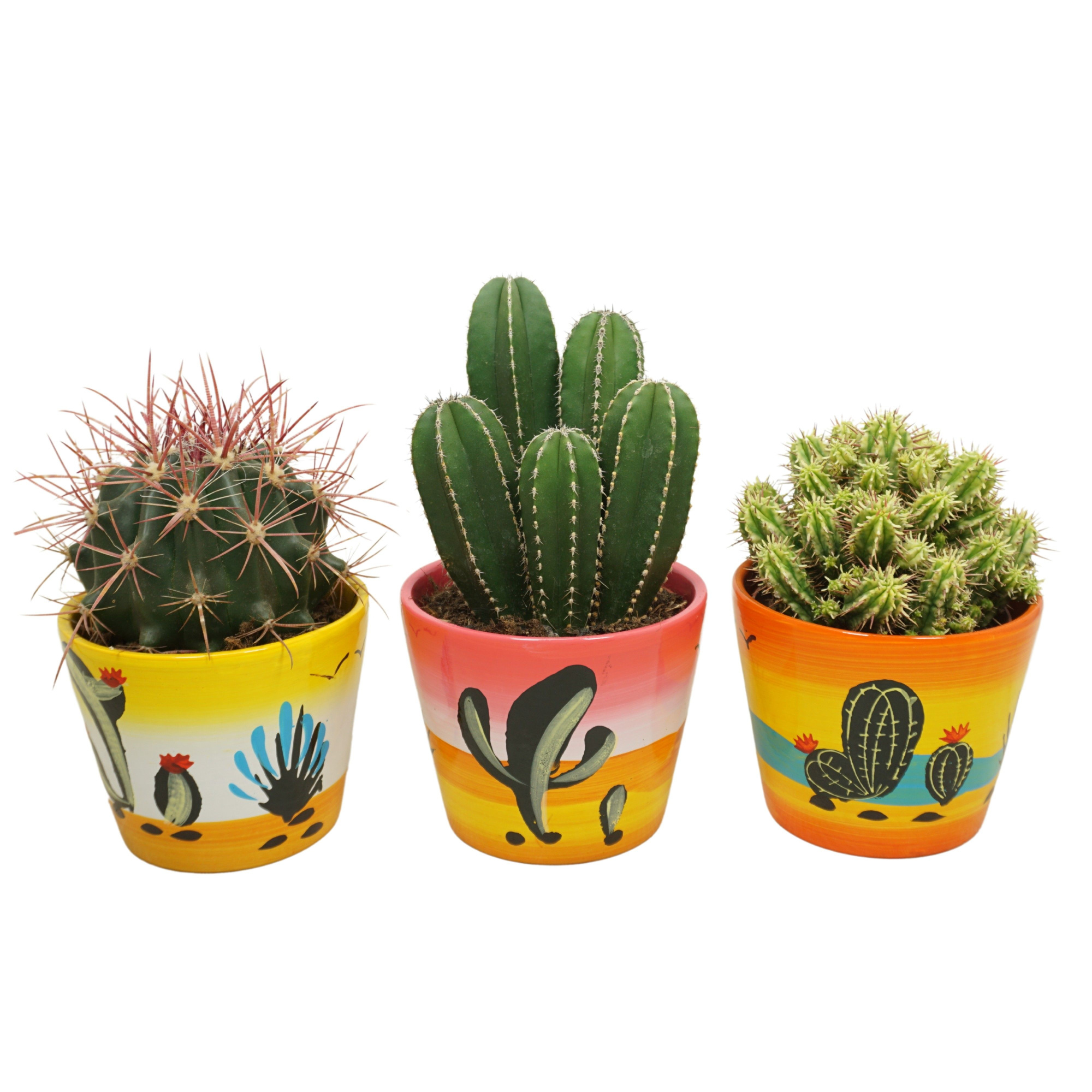 Cactus mix in 12 cm 'Decorpot', D 10,5