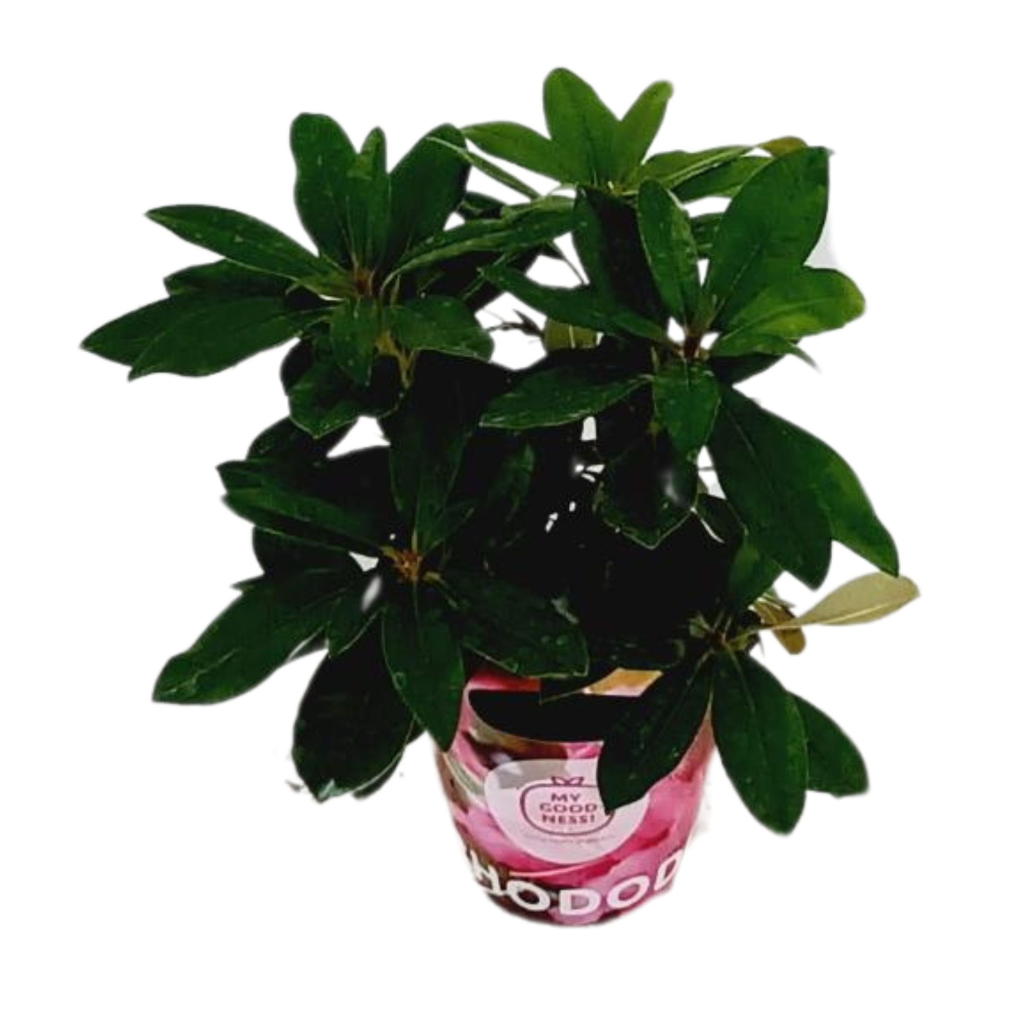 Rhododendron 30-35 /2 liter 'Roze' met potcover, D 17 cm