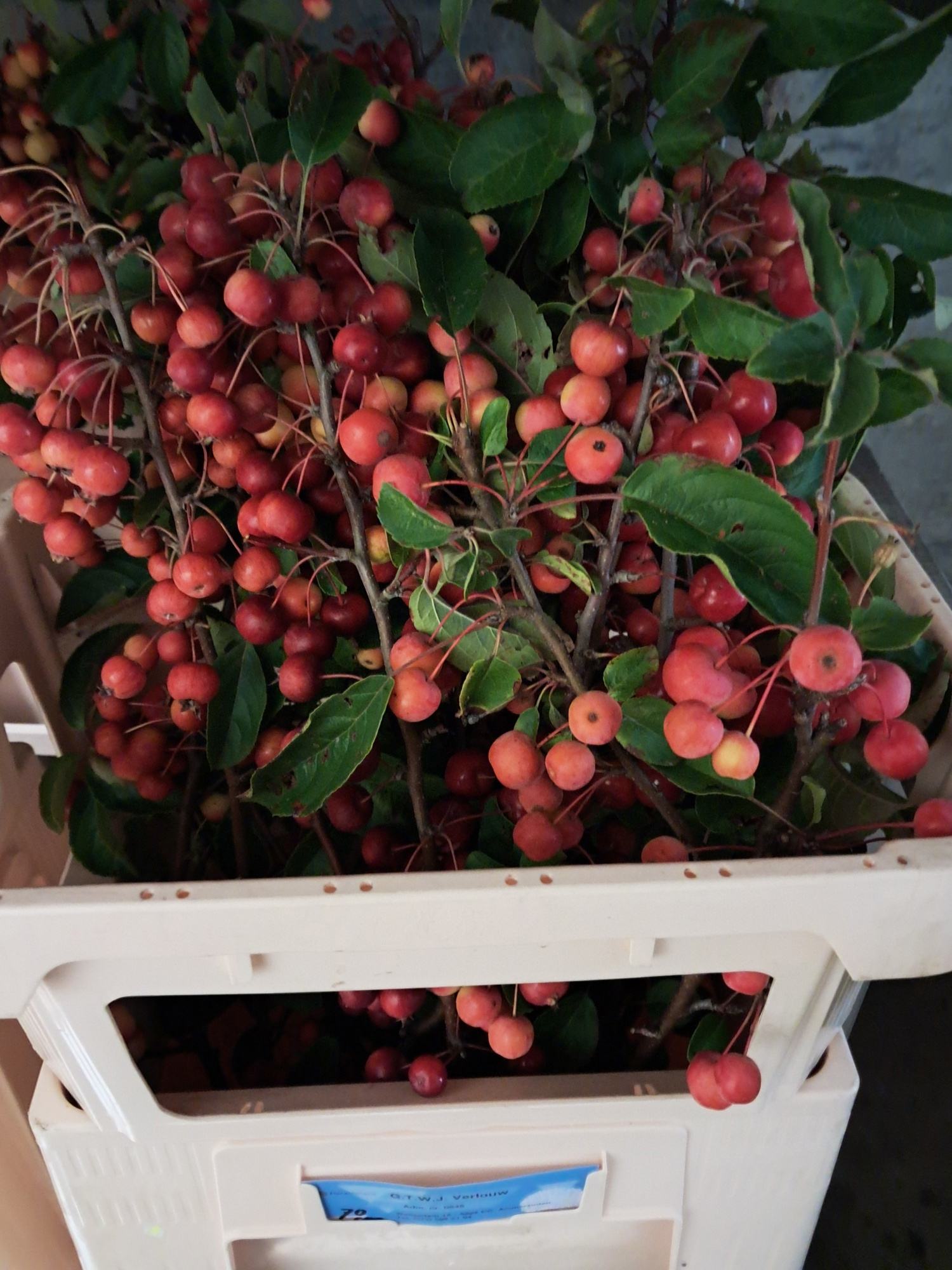 Малюс Рэд Сентинел 90, шт.