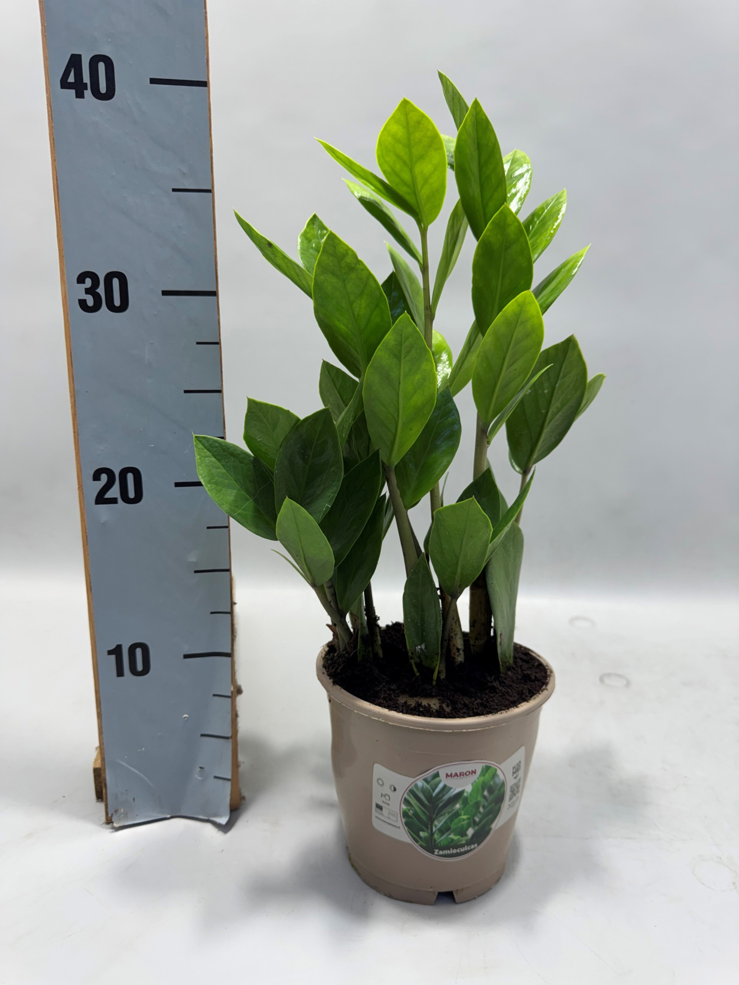 Zamioculcas P12 40cm 3+, D 12