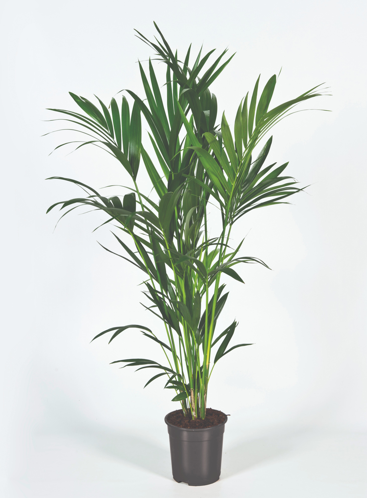 Howea forsteriana 130cm (Kentia) Decorum, D 21