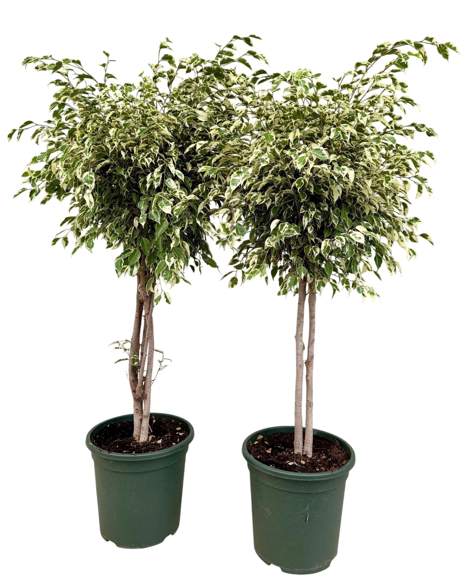 Ficus benjamina samantha P30, D 30 cm