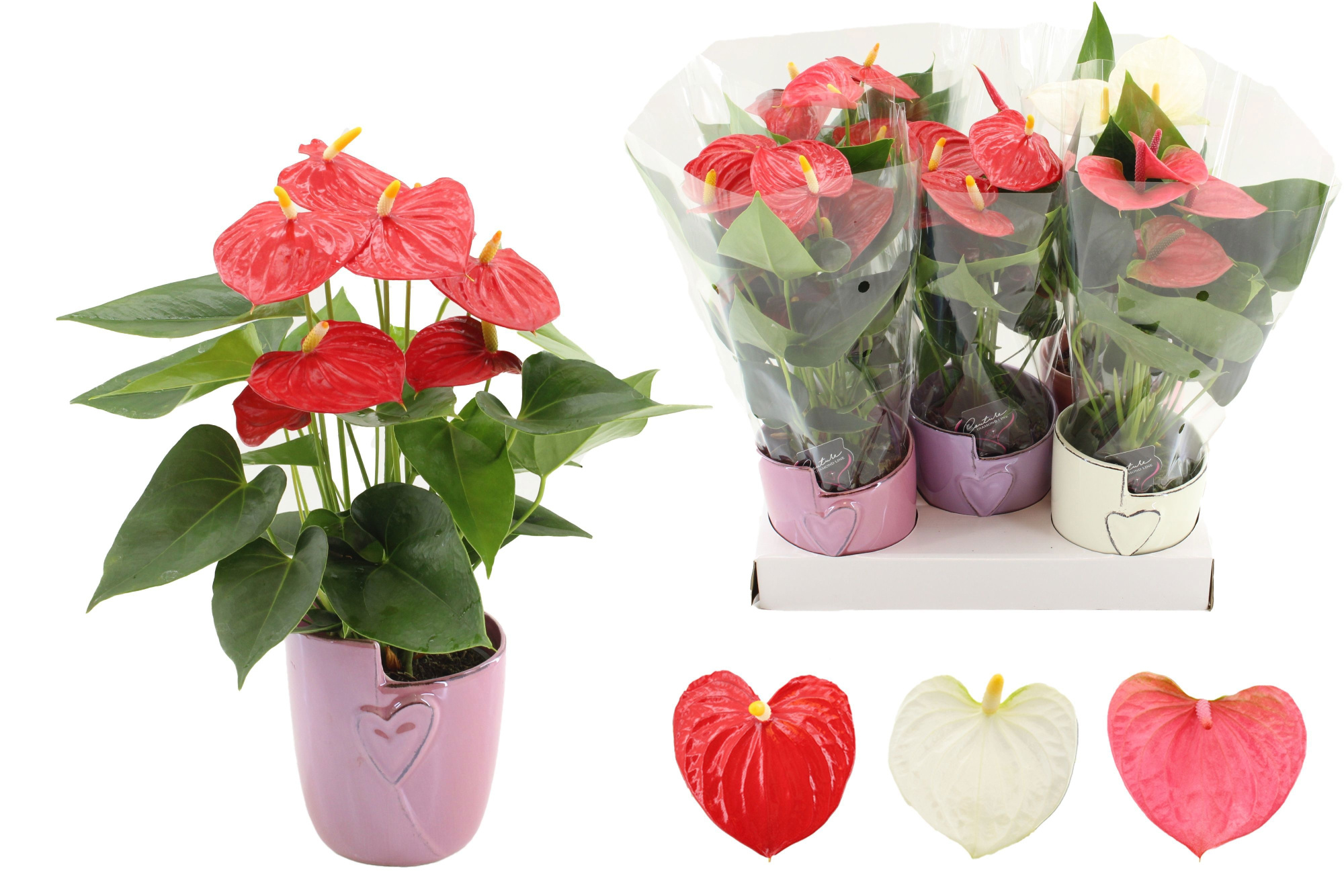 Anthurium 4 color mix in Joa ceramics, D 12