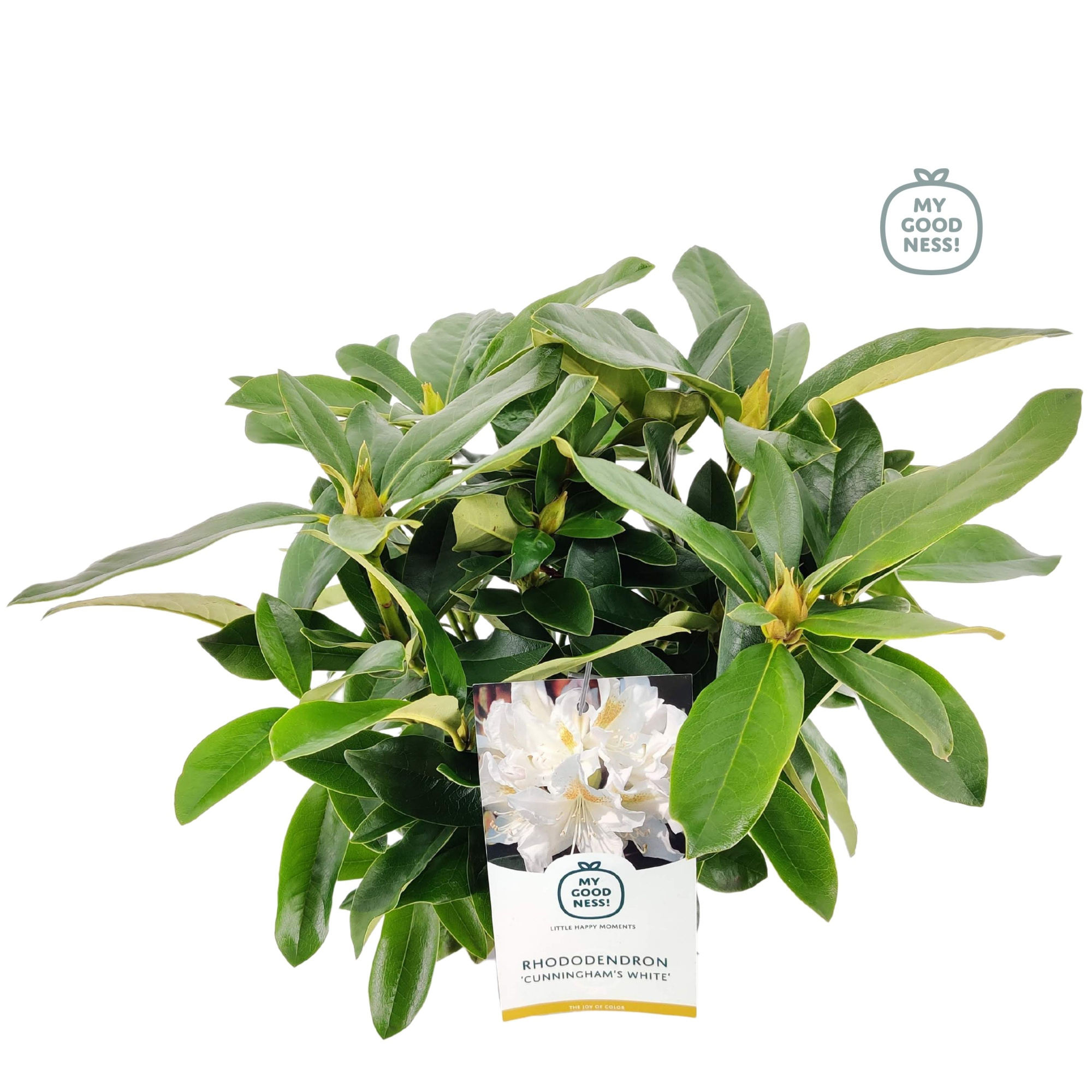 Rhododendron 30-35 /2 liter 'Cunningham White', D 17 cm
