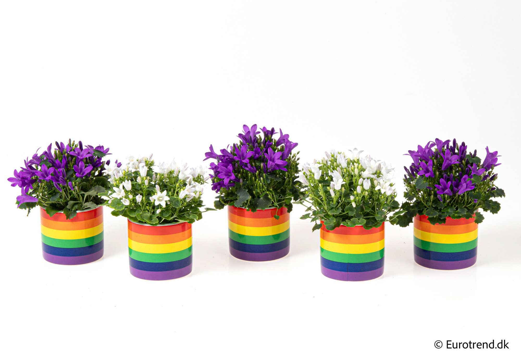 Campanula in Spring, Summer & Autumn ceramic 2026, D 6