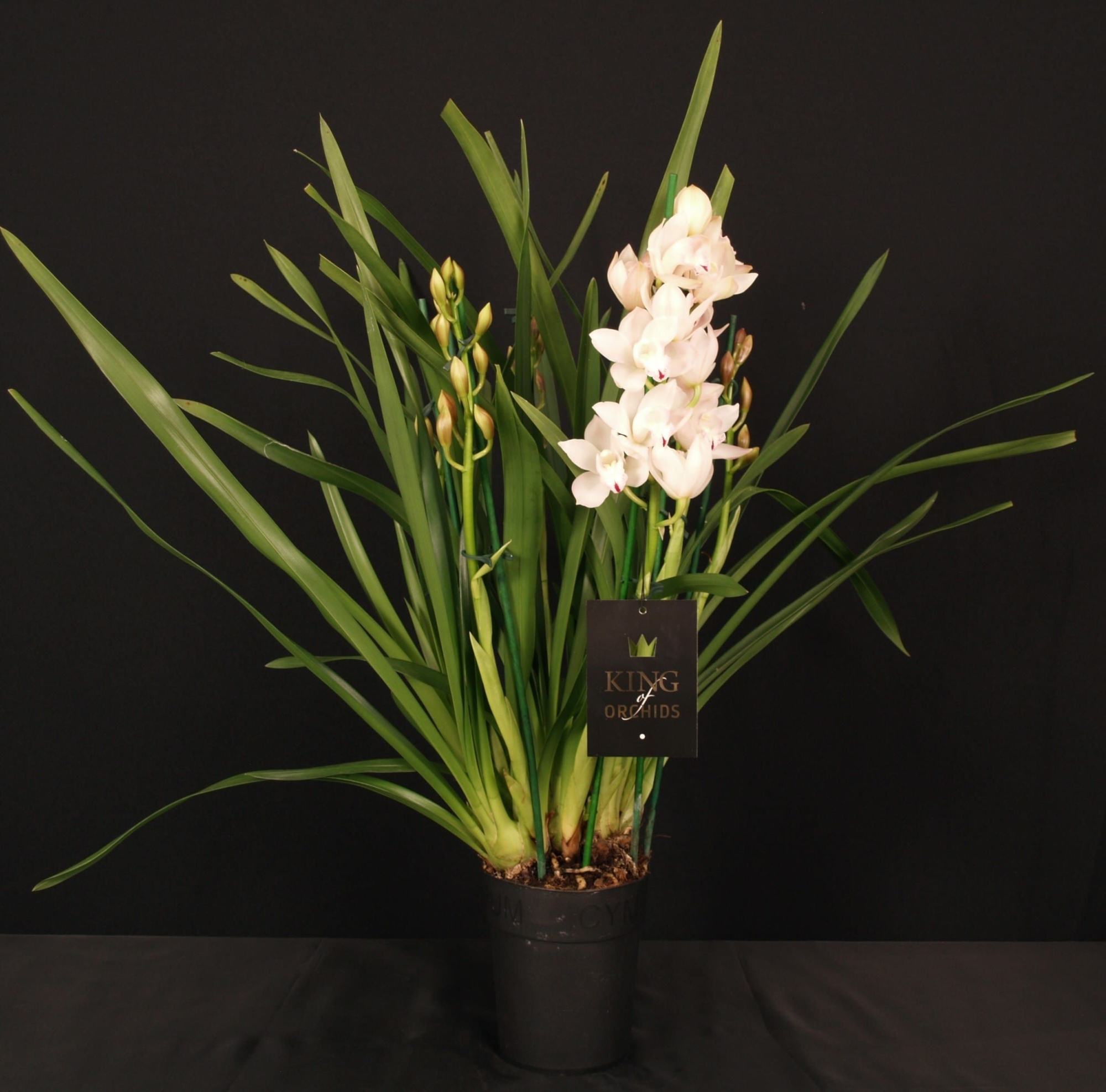 KINGofORCHIDS 3/4 TAK WIT/ROZE, D 14 cm