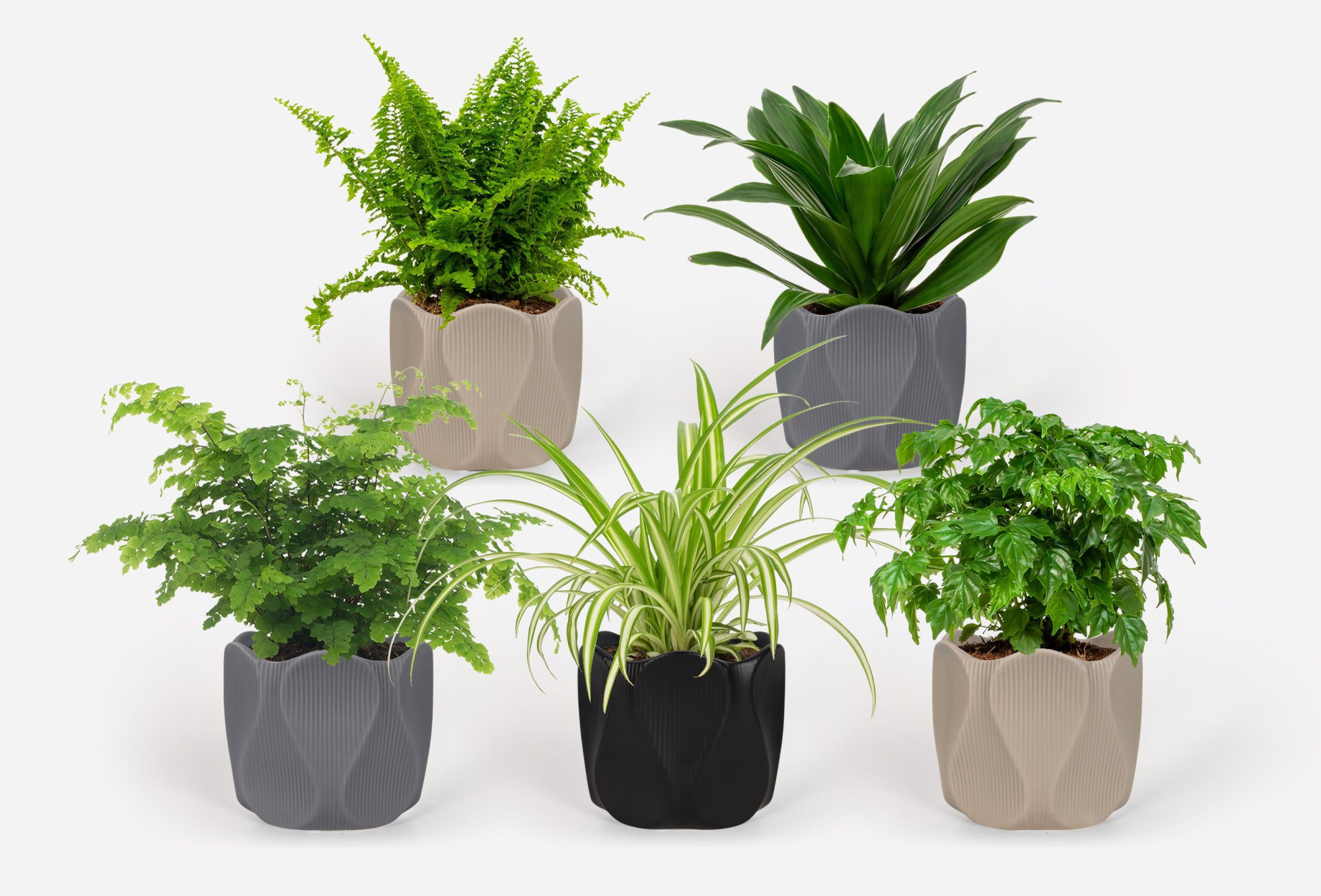 2025 - Groen Mix 12cm - Classic - Monarchidea, D 12 cm