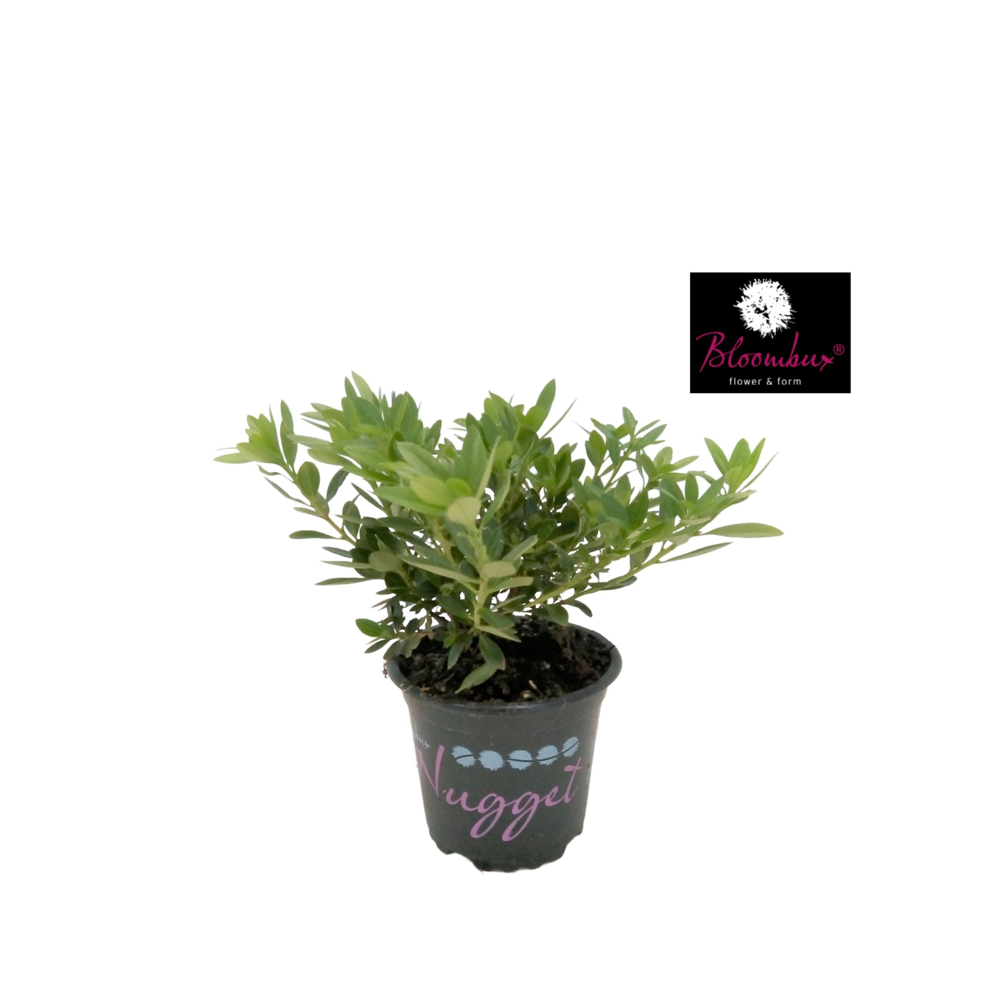 Rhododendron 10-15 /1.5 liter 'Bloombux', D 10,5 cm