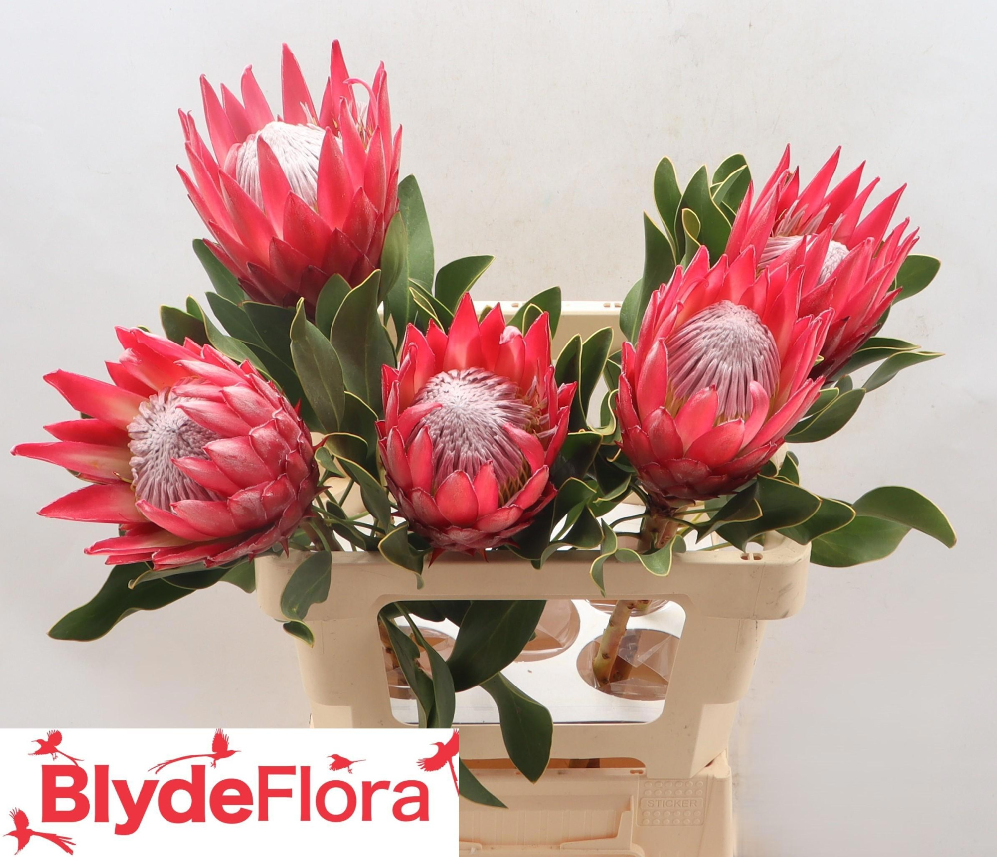 Протея Цинароидес Мадиба 60, шт.