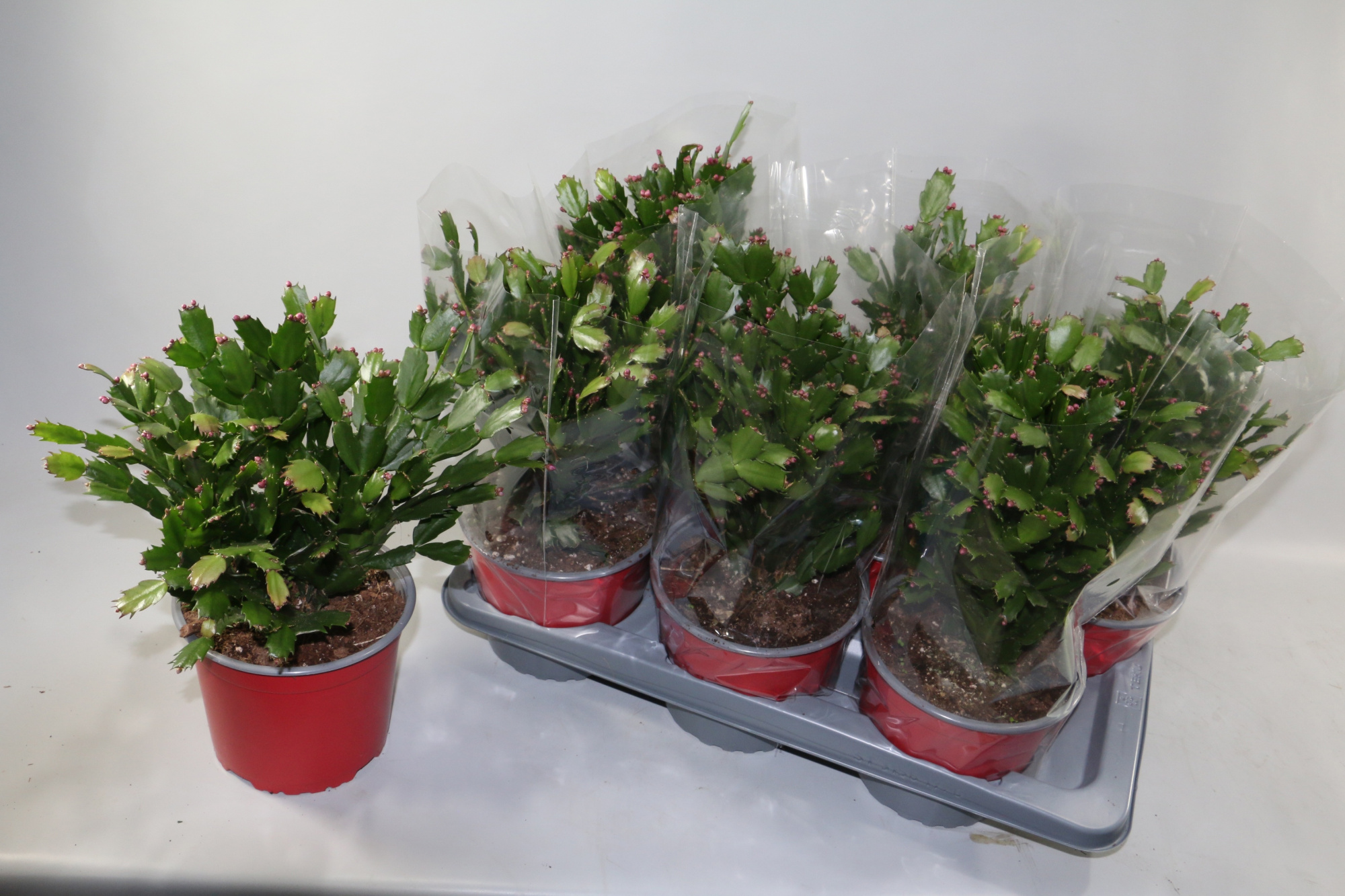 Schlumbergera rood 17cm 75+ knop"Sunshiners®", D 17 cm