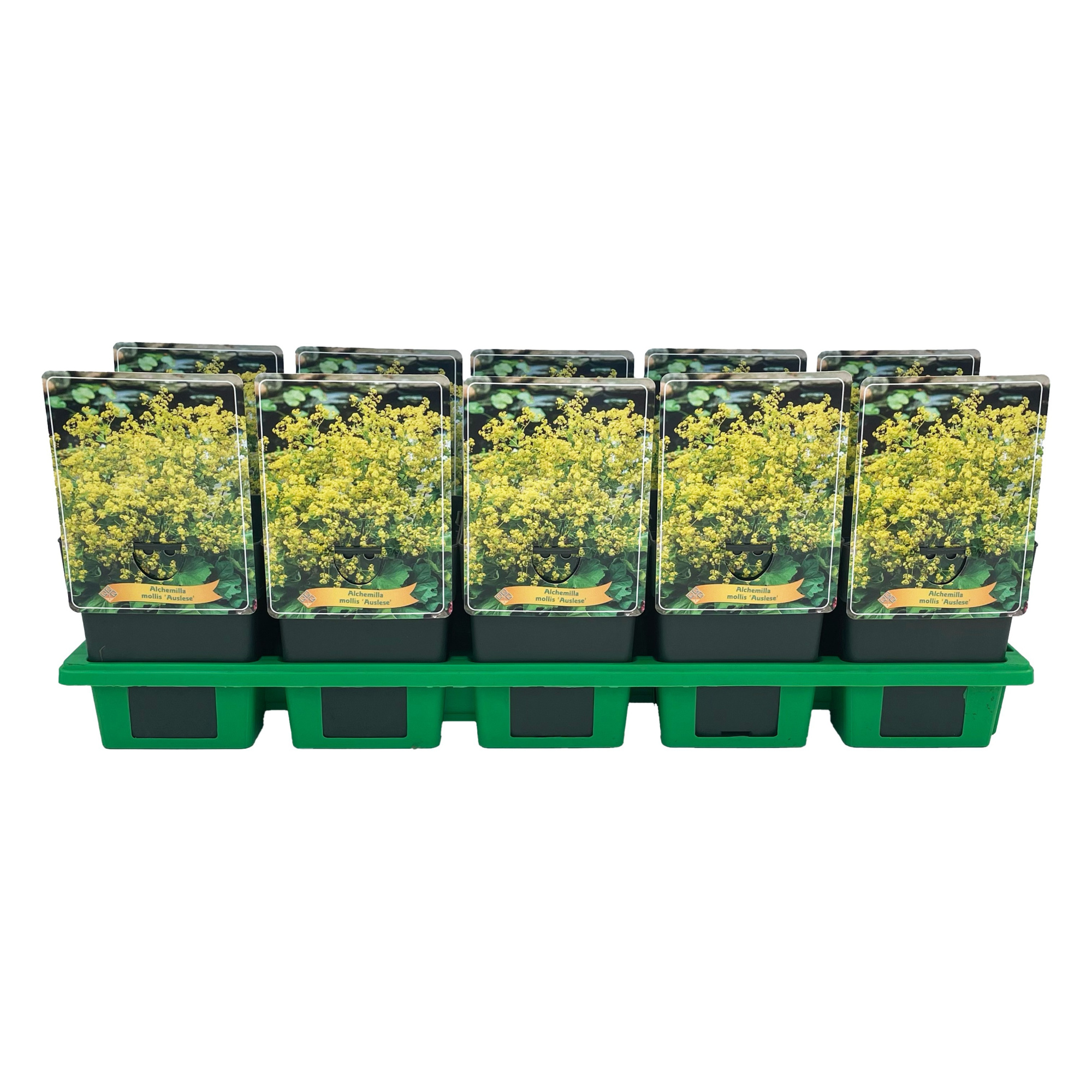 Alchemilla mollis Auslese P11, D 11 cm