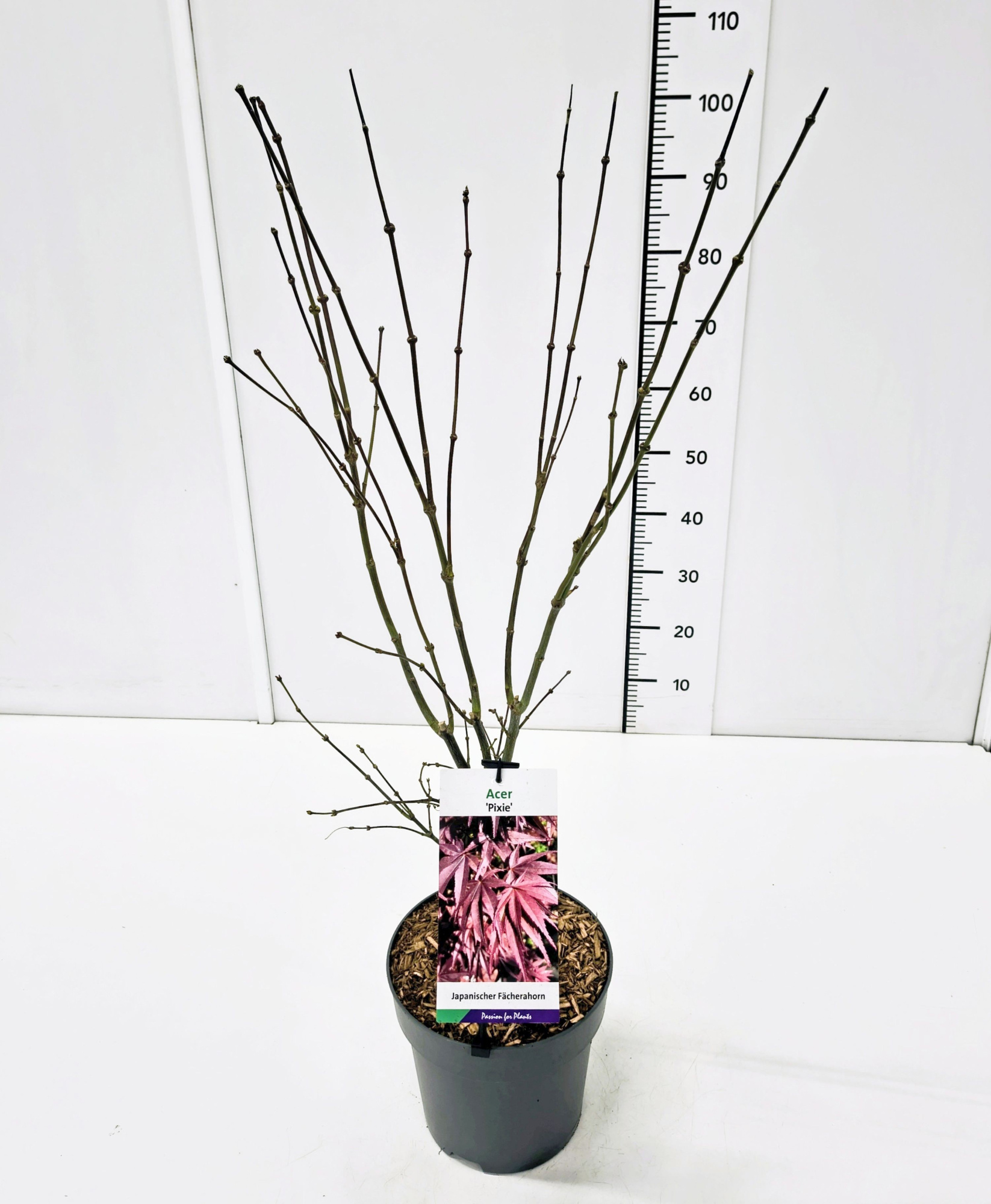 Acer palm. 'Pixie' 60-80C7, D 25
