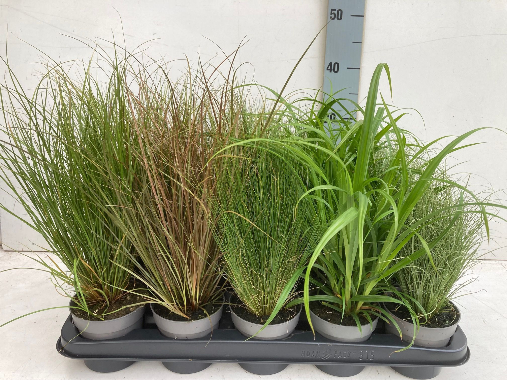 siergrassen mengtray, D 10,5 cm