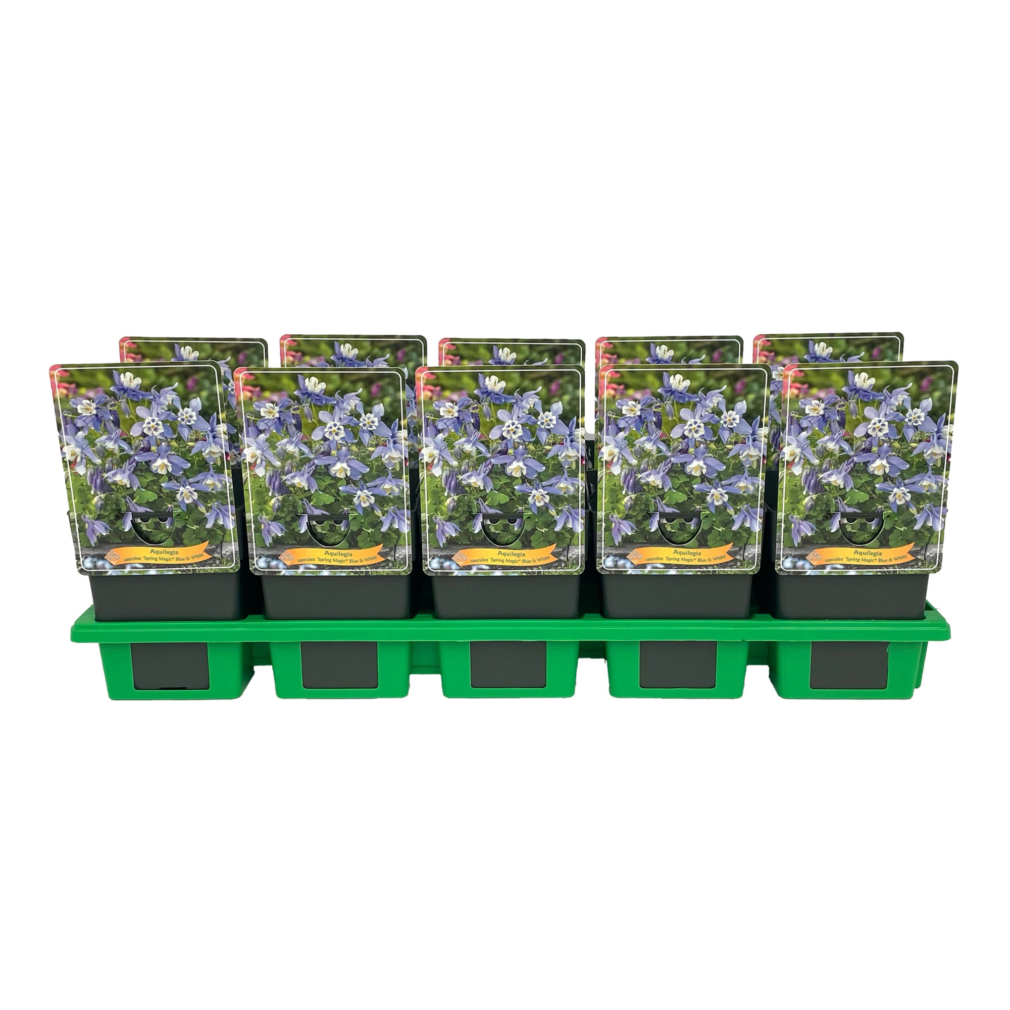 Aquilegia caerulea 'Spring magic® Blue & White' P11, D 11 cm