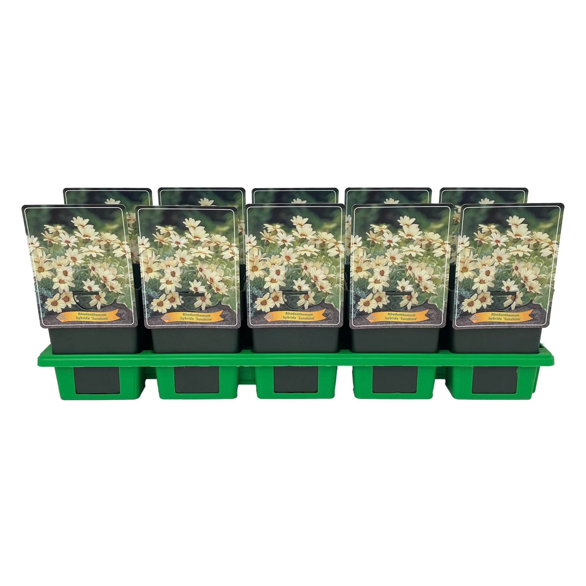 Rhodanthemum hybride 'Sunshine' P11, D 11