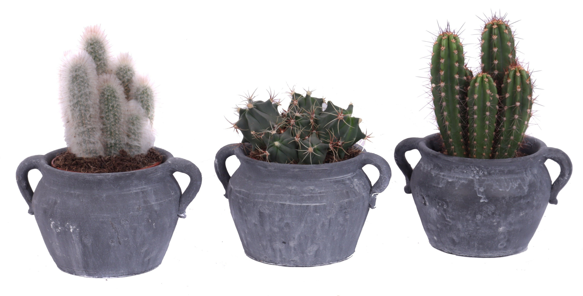 Cactus mix 12 cm in el teide kruik, D 20 cm