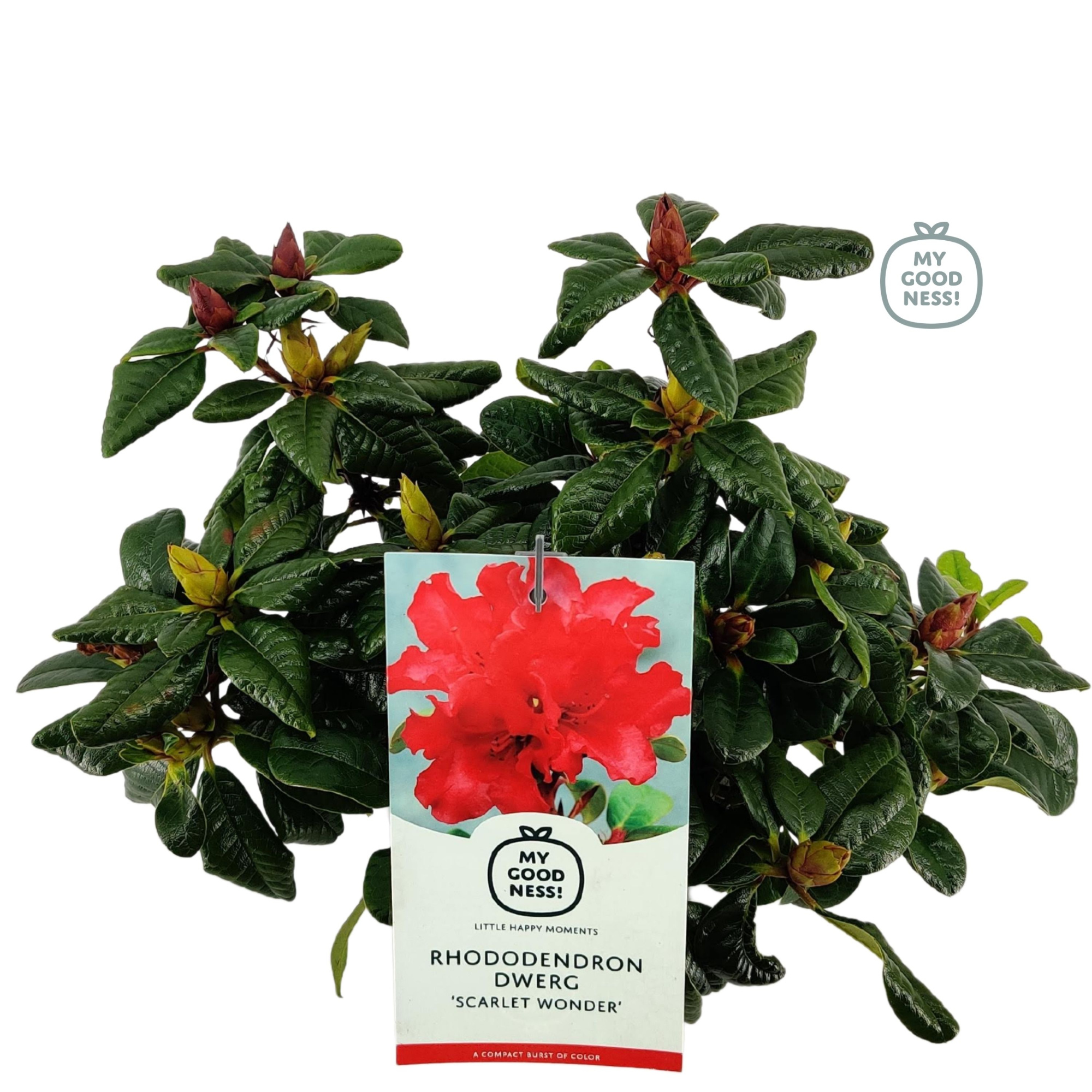 Rhododendron 30-35 /2 liter 'Scarlet Wonder' dwerg, D 17 cm