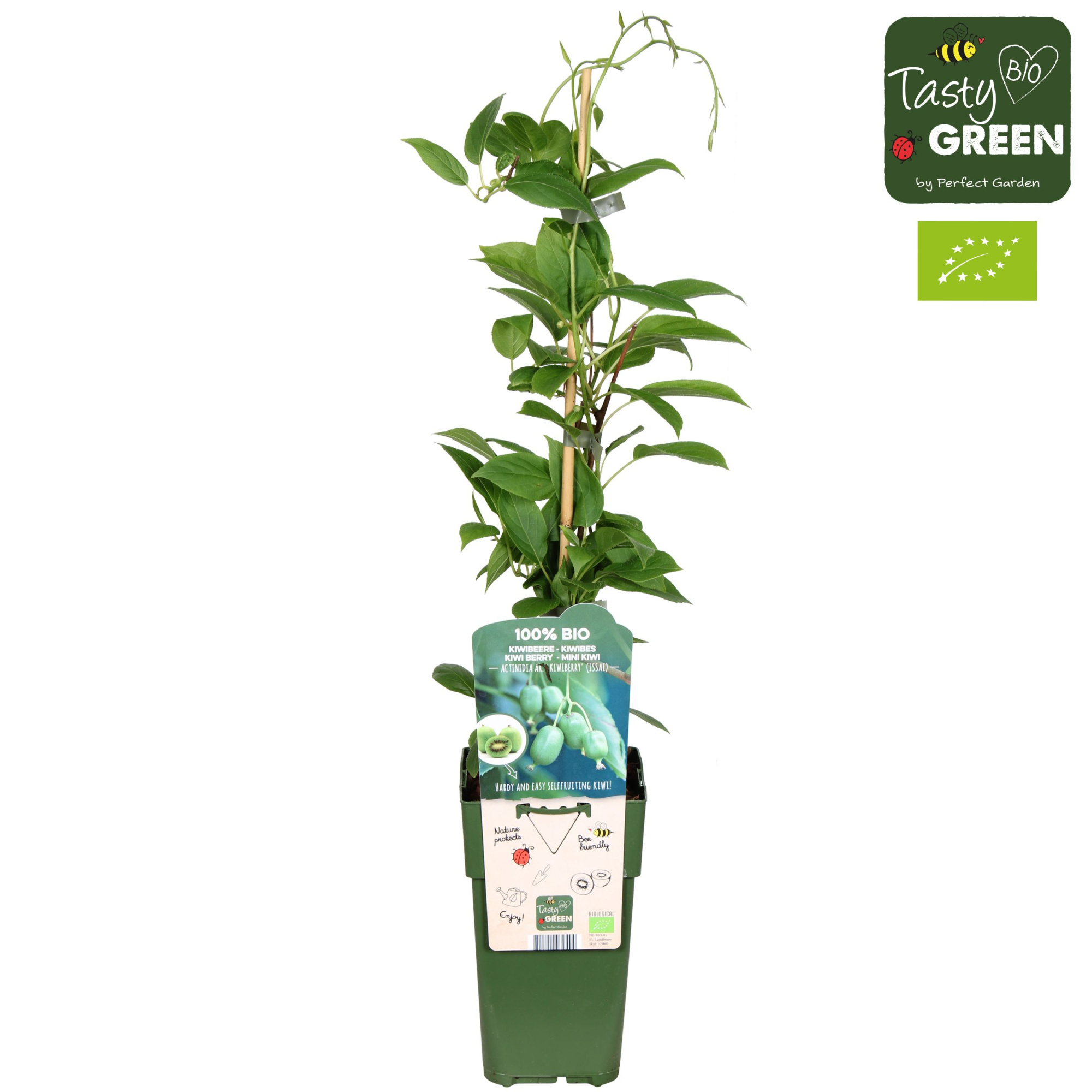 Actinidia arguta 'Kiwiberry' (Issai) Bio P15, D 15 cm