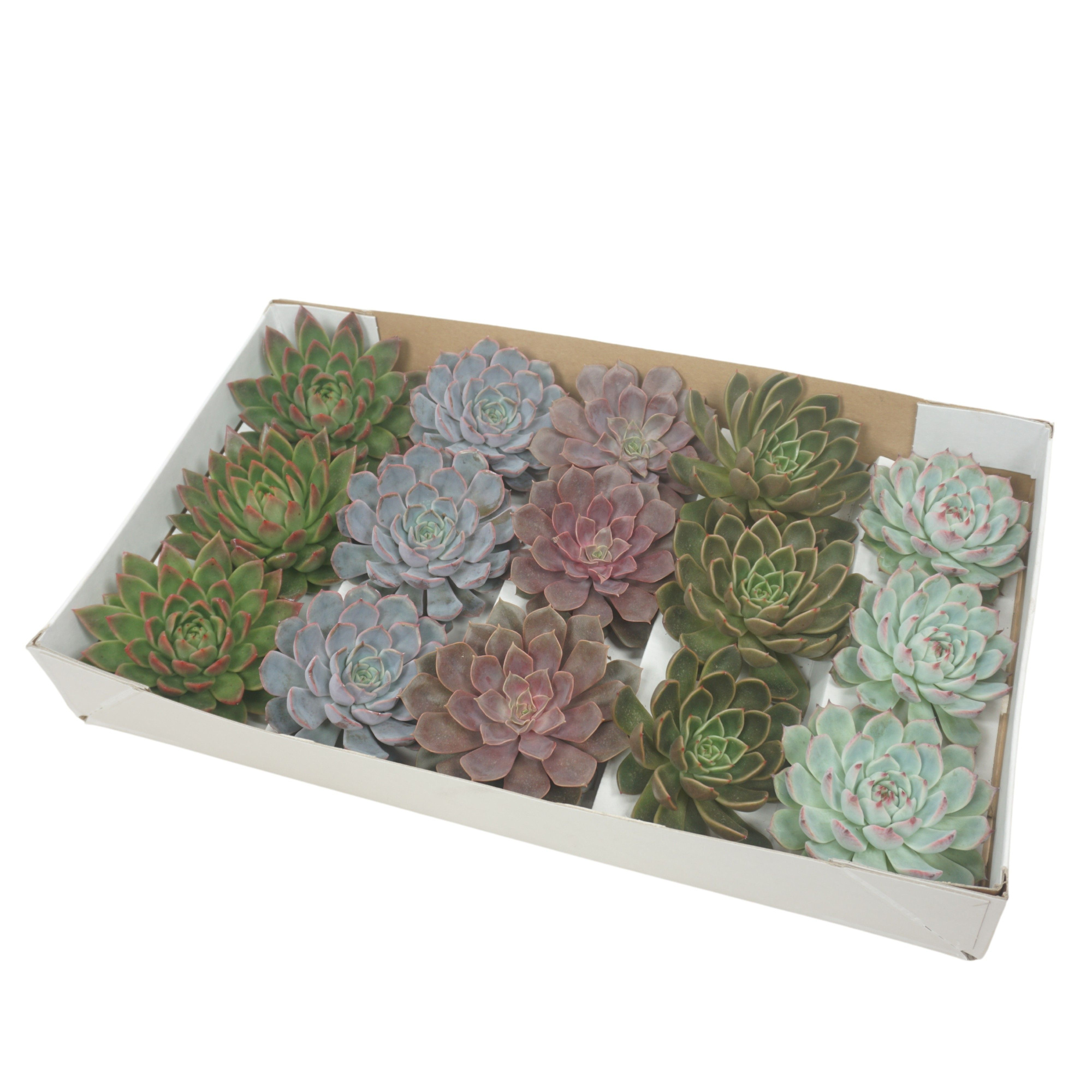 Gesneden Echeveria mix 11-12 cm (Zonder deksel), D 10,5 cm