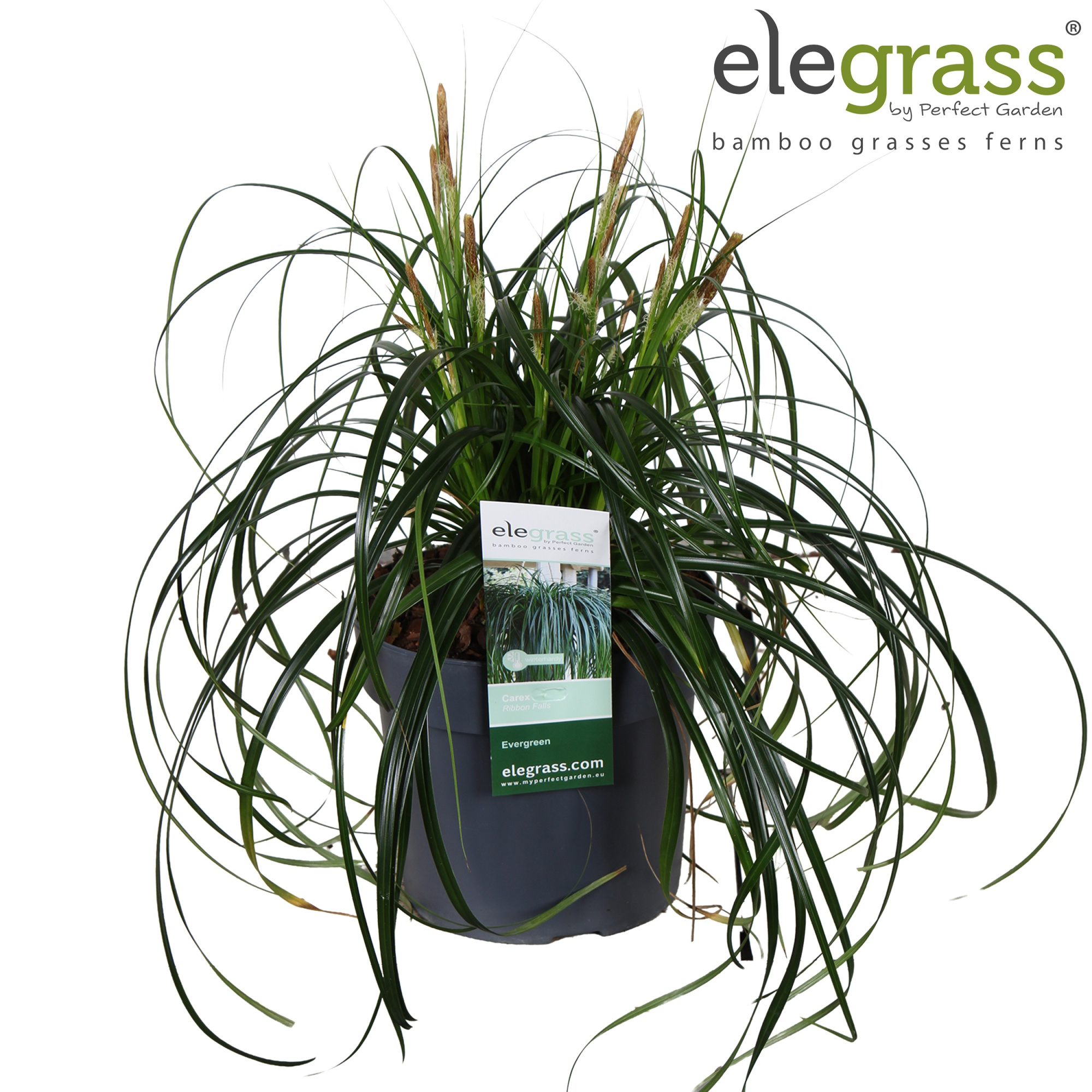 Carex 'Ribbon Falls' P19, D 19