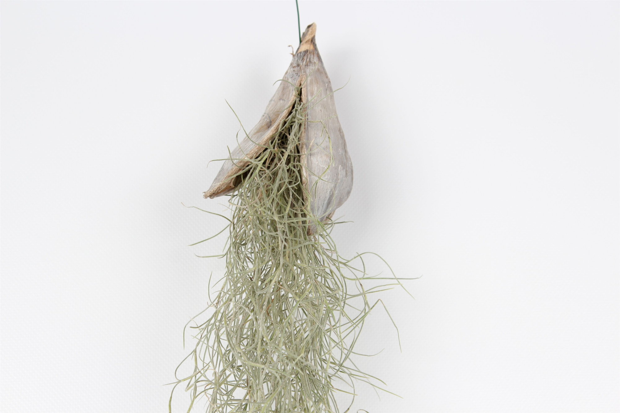 Tillandsia penca white wash, D 40 cm