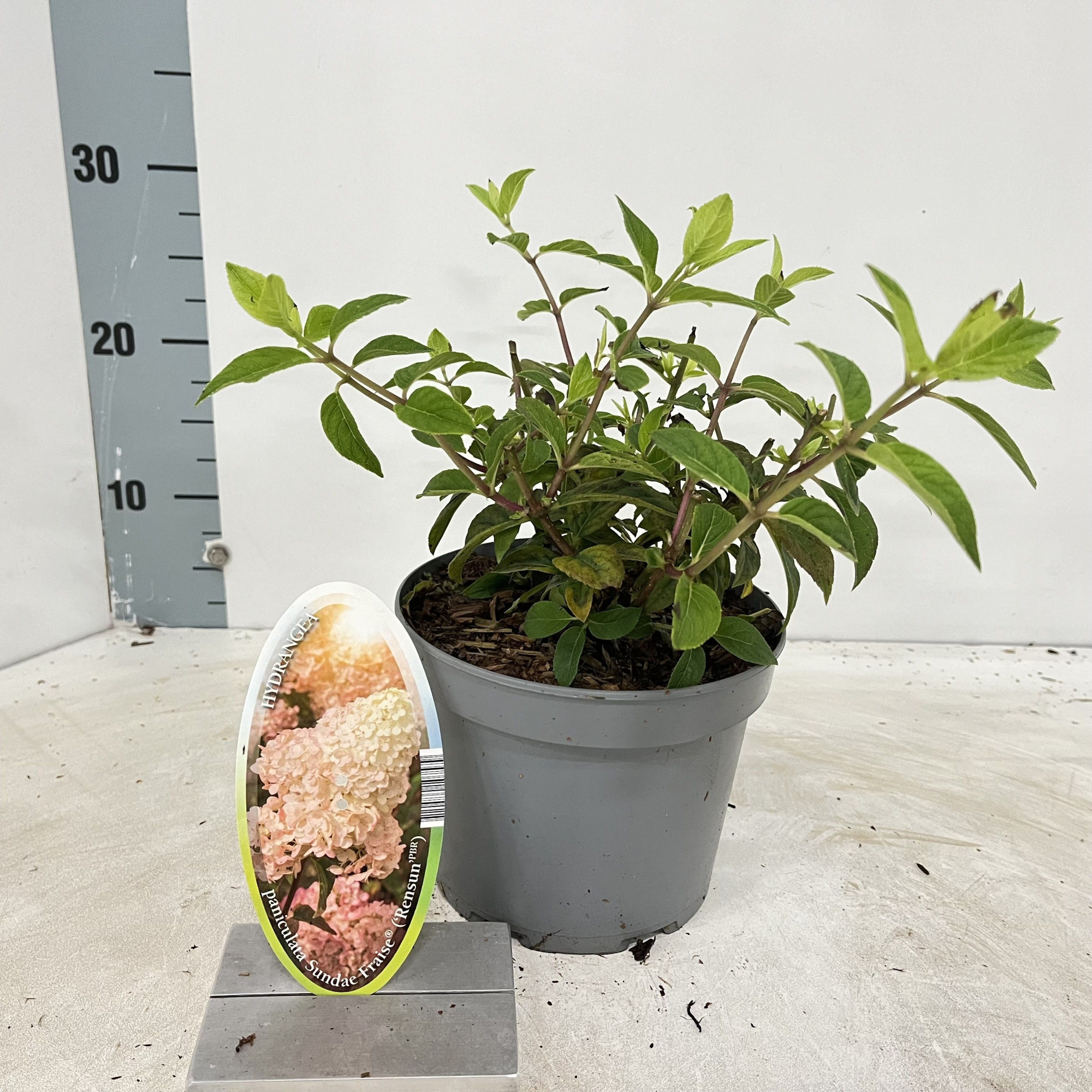 Hydrangea pan. Sundae Fraise® ('Rensun'PBR), D 17 cm