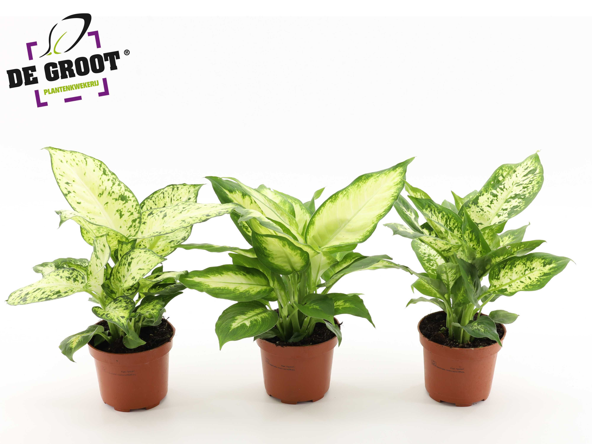 Dieffenbachia mix, D 12