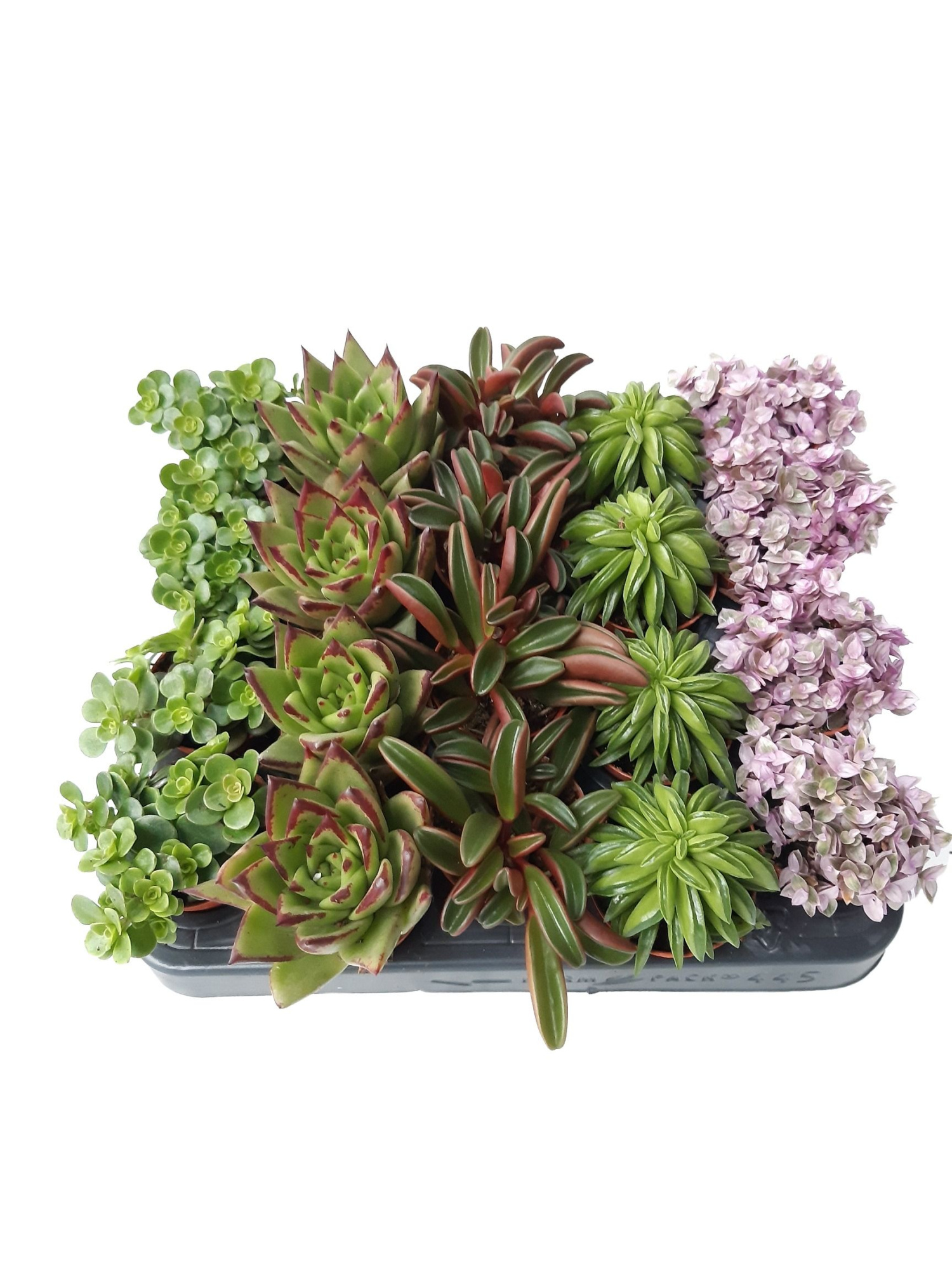 SNMIX1 Mini plant mix 5,5 cm Groen, D 5,5 cm