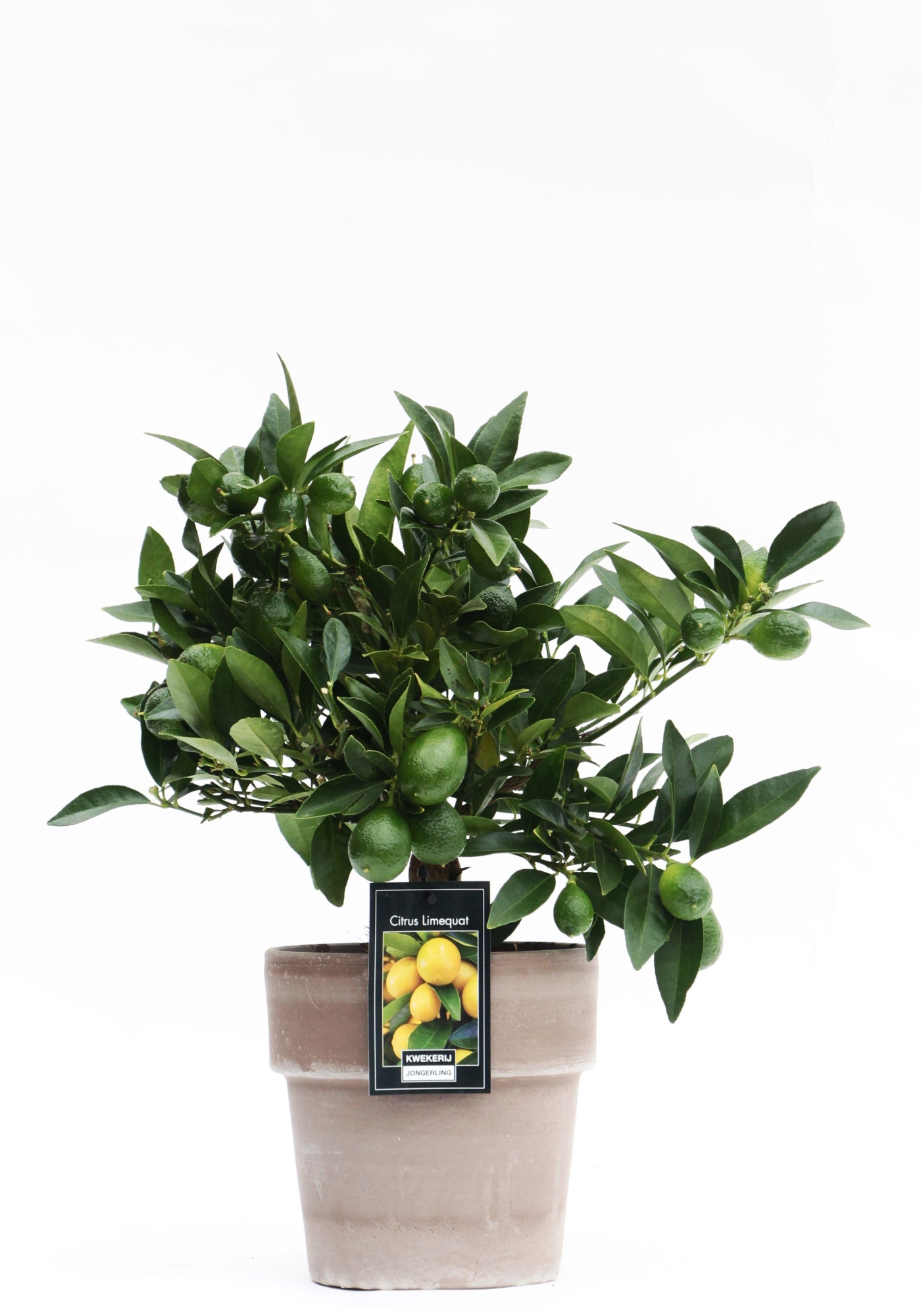 Limequat in Verona pot, D 16 cm