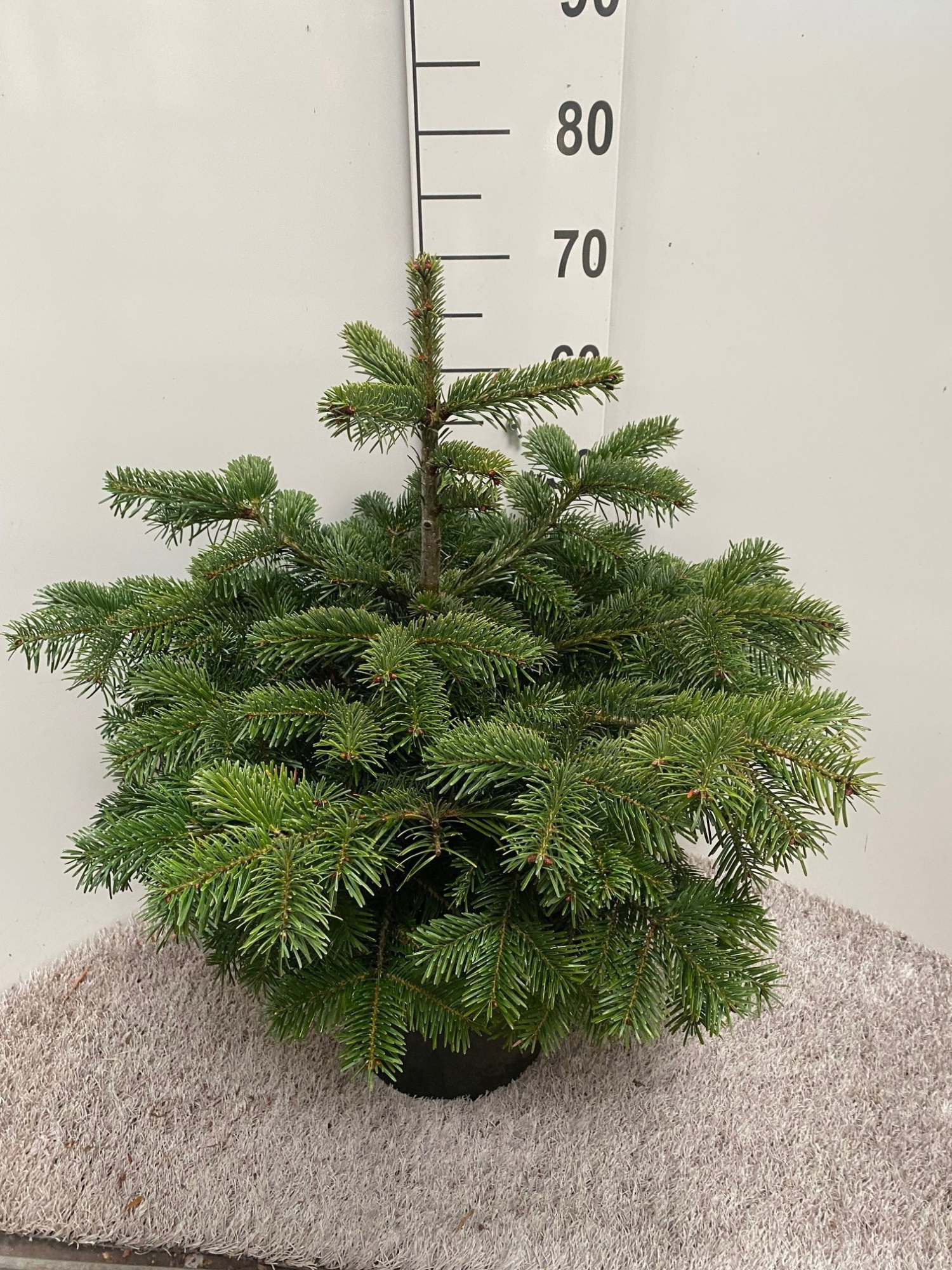 Abies Nordmaniana, D 26 cm