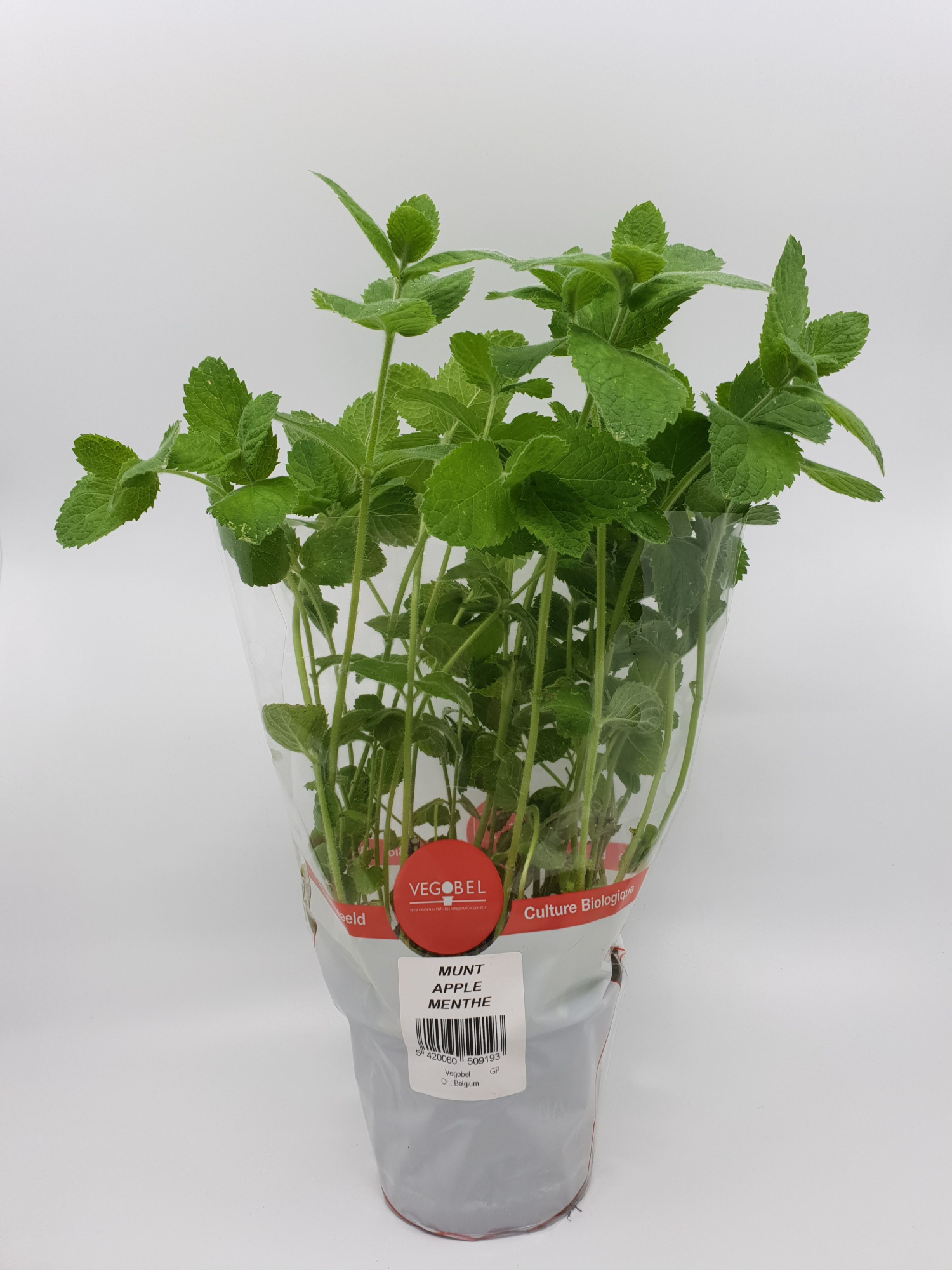 Munt appel P12, D 12 cm