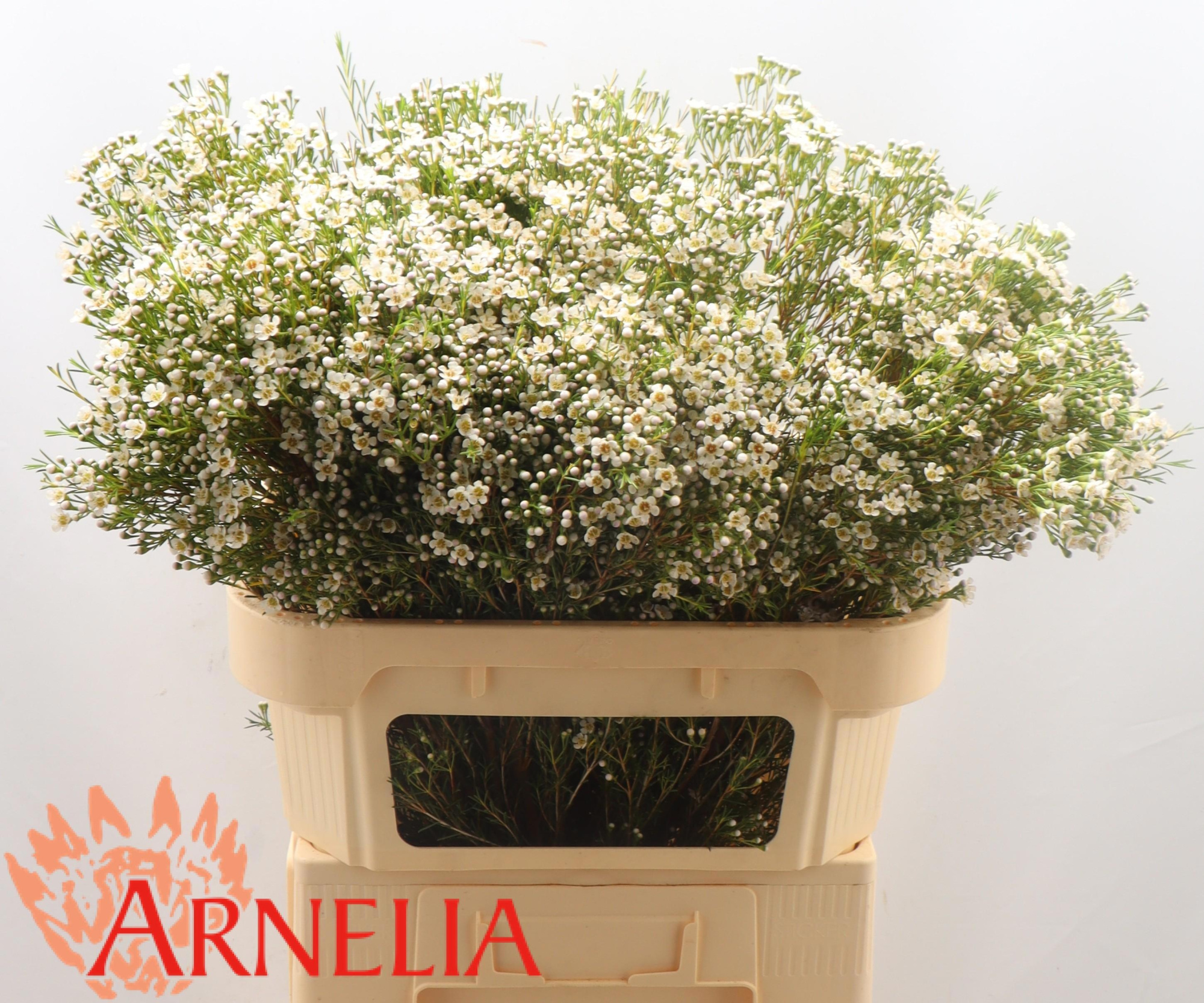 Шамелациум Перл Баттонс 80, шт.