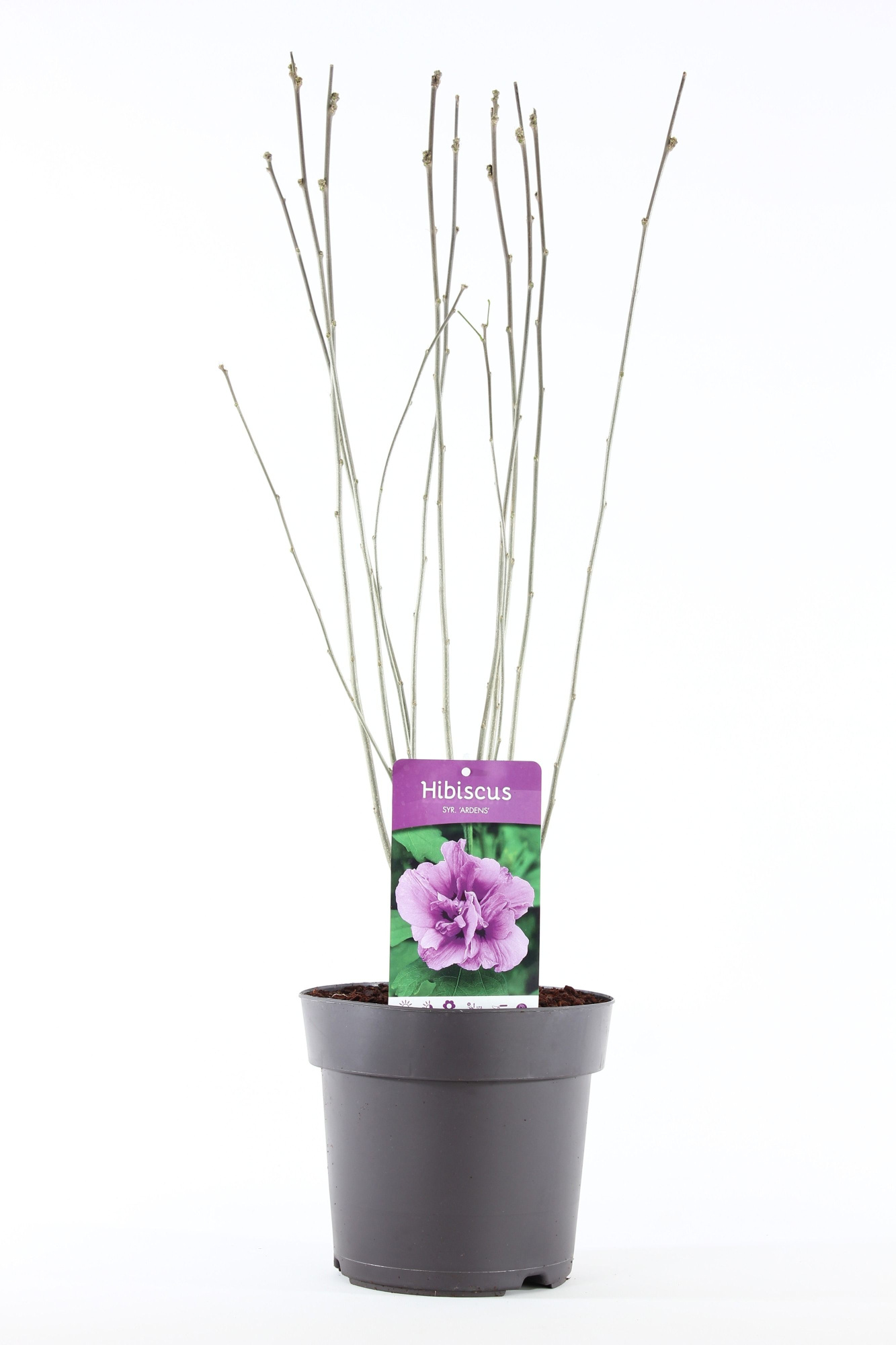 Hibiscus syr. 'Ardens' P21/C4.6, D 21