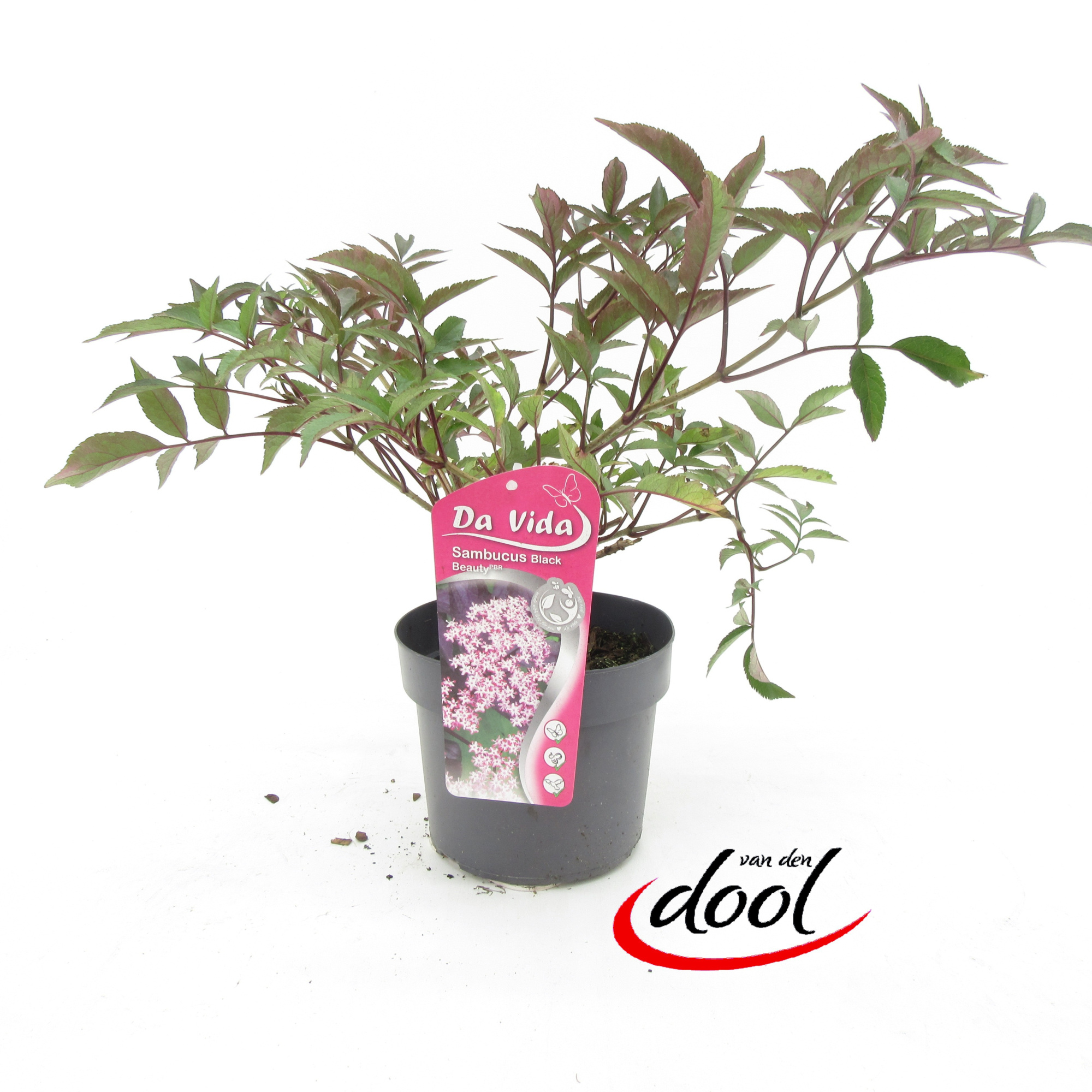 Sambucus Black Lace, D 19 cm