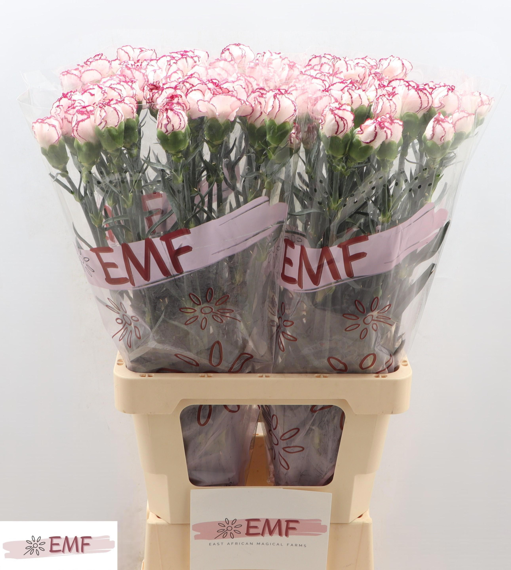 Диантус од. Дамаскус, шт.