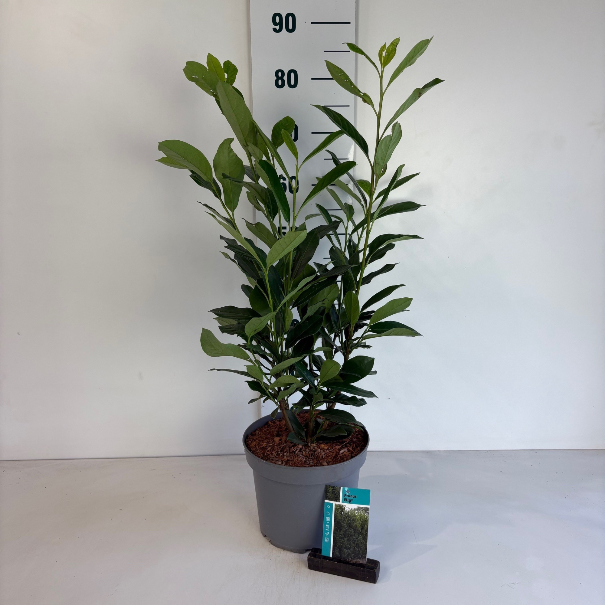 Prunus l. Elly, D 23 cm