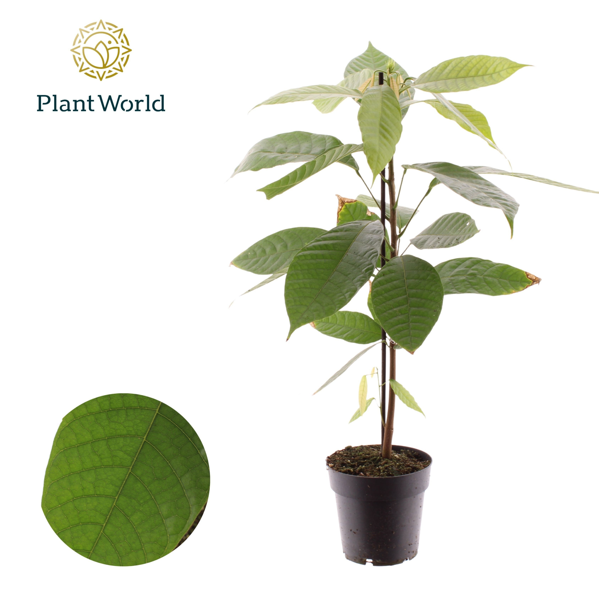 Cacao Theobrama, D 14