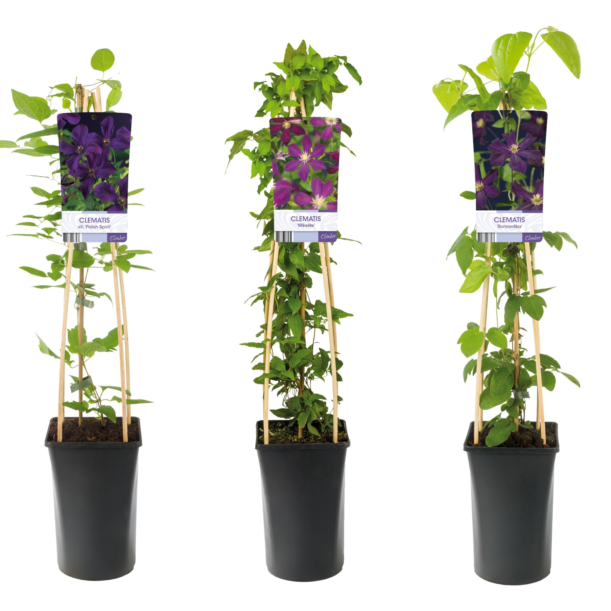 Mixtray Clematis large-flowered purple +light label, D 17 cm