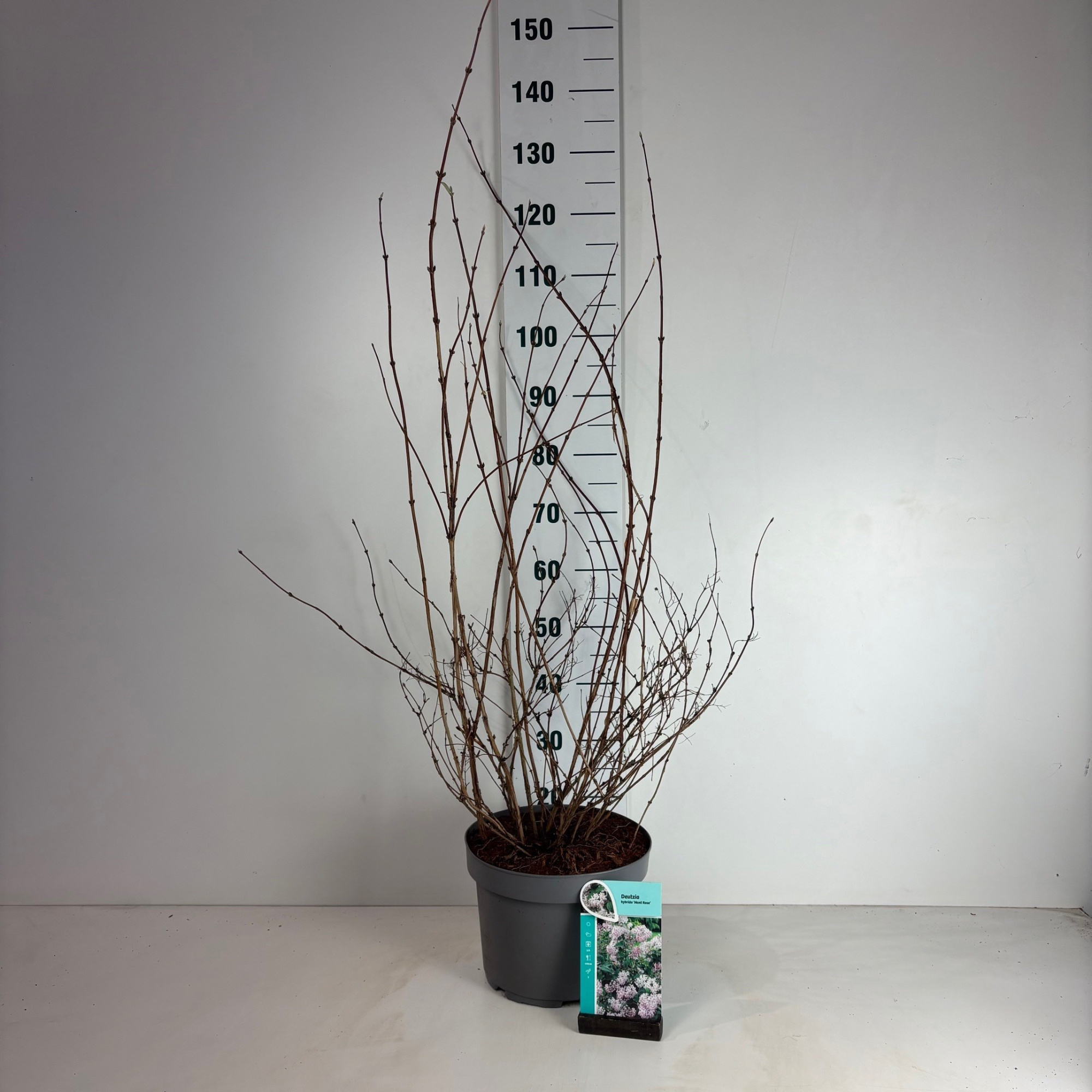 Deutzia hybrida Mont Rose, D 29