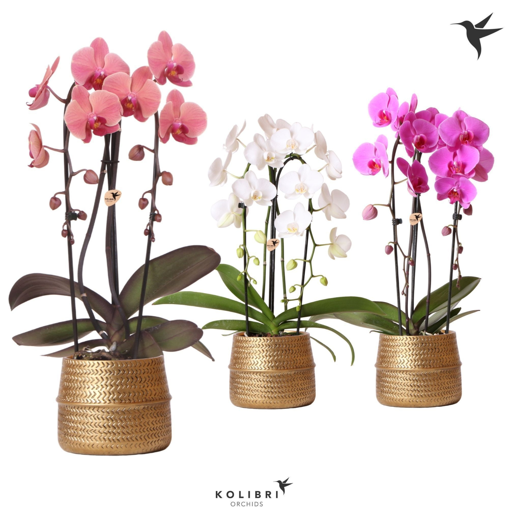 Kolibri Orchids Niagara fall 2spike Groove pot gold, D 12 cm