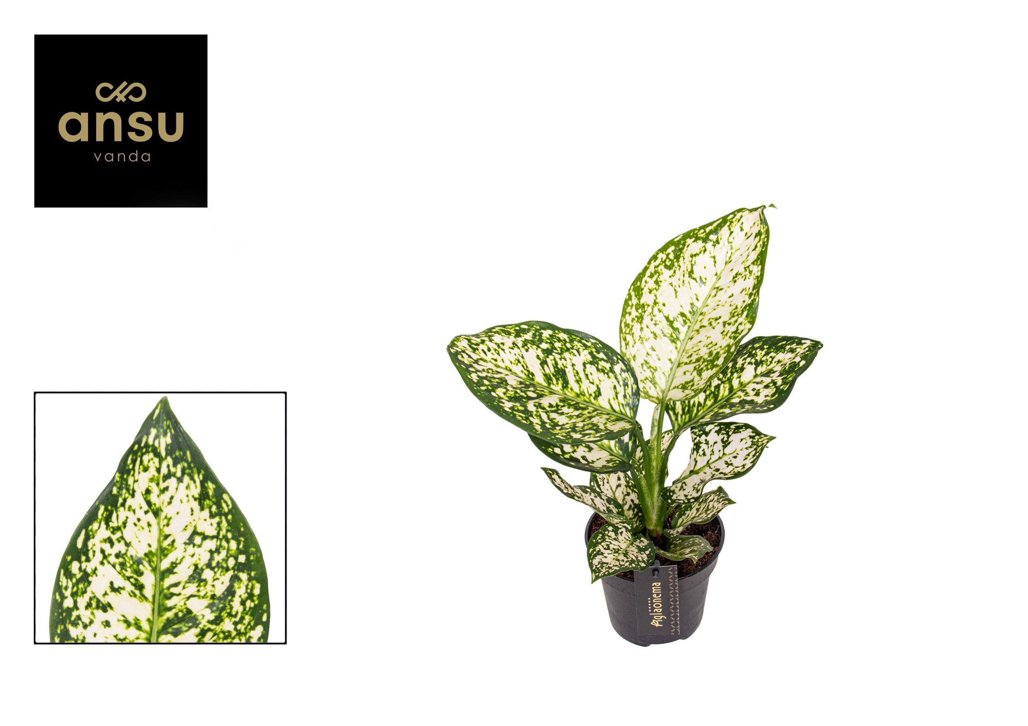 Aglaonema Ivory Jade, D 12 cm