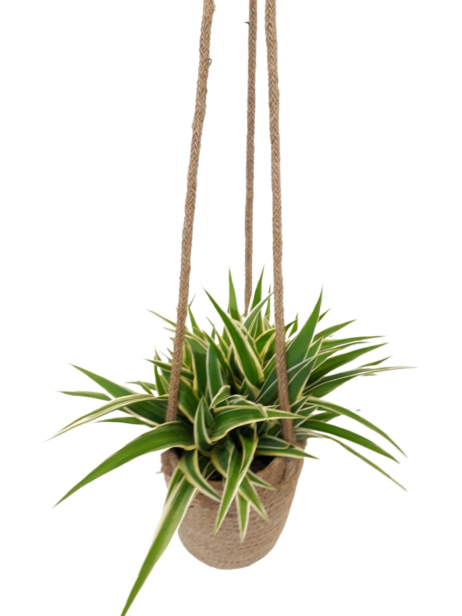 JH13CHL Jute hangmand Chlorophytum Ocean, D 13