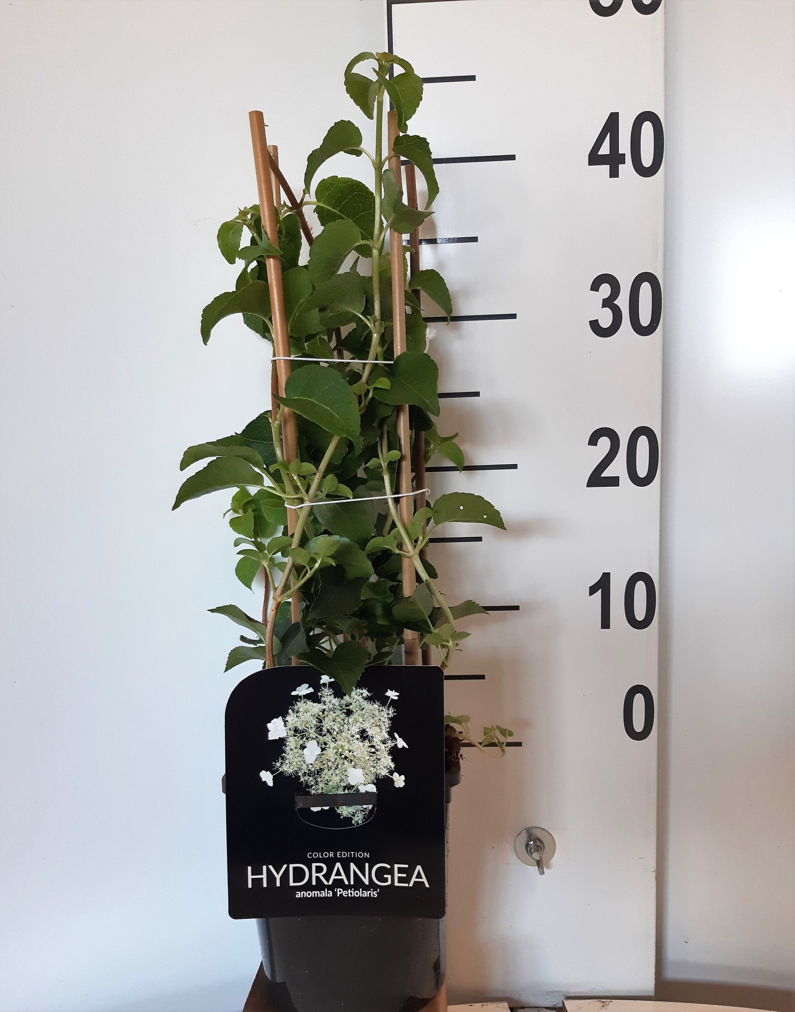 Hydrangea a. petiolaris, D 17 cm